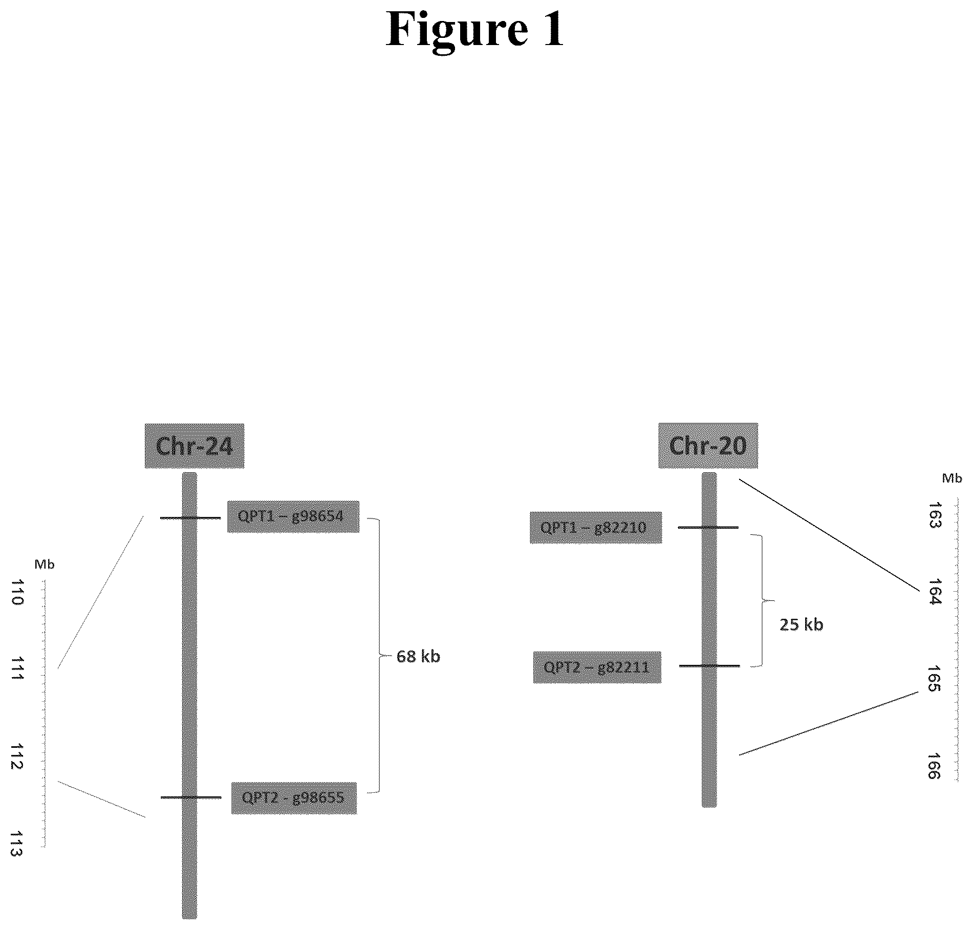 Patent US12590315 — Compositions and methods based on QPT engineering for producing tobacco plants and products having altered alkaloid levels — Figure 1