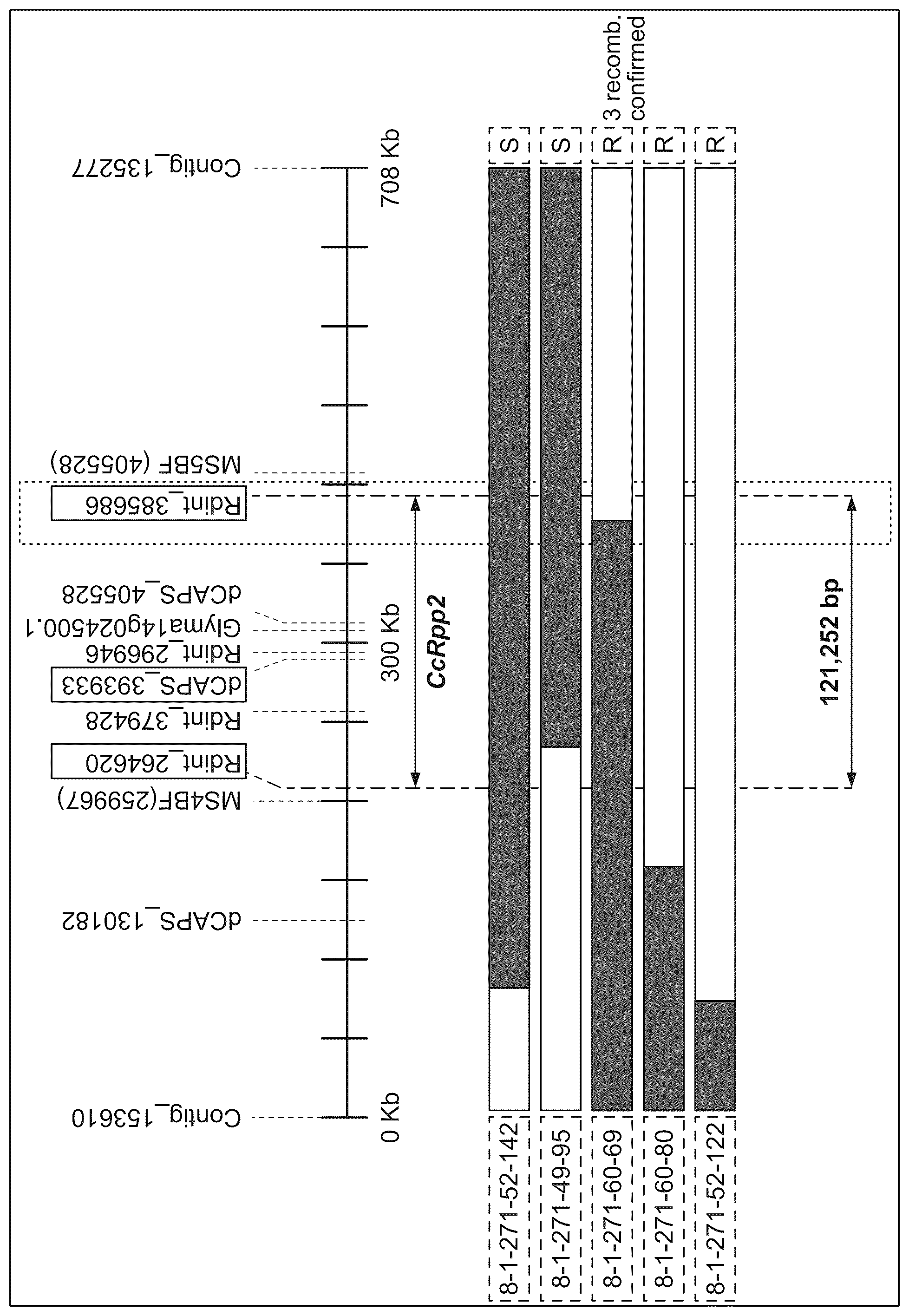 Patent US12590317 — Polynucleotides and methods for transferring resistance to Asian soybean rust — Figure 1