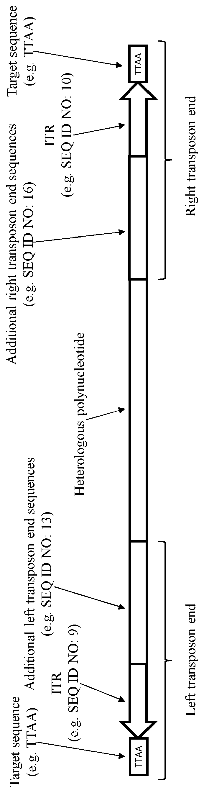 Patent US12590319 — Transposition of nucleic acid constructs into eukaryotic genomes with a transposase from amyelois — Figure 1