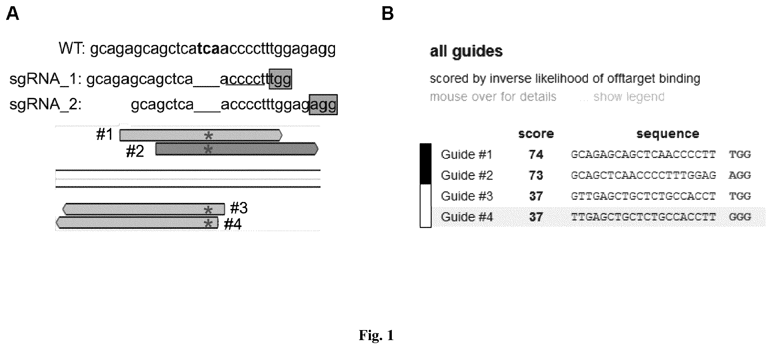 Patent US12590323 — Compositions for use in treating autosomal dominant BEST1-related retinopathies — Figure 1
