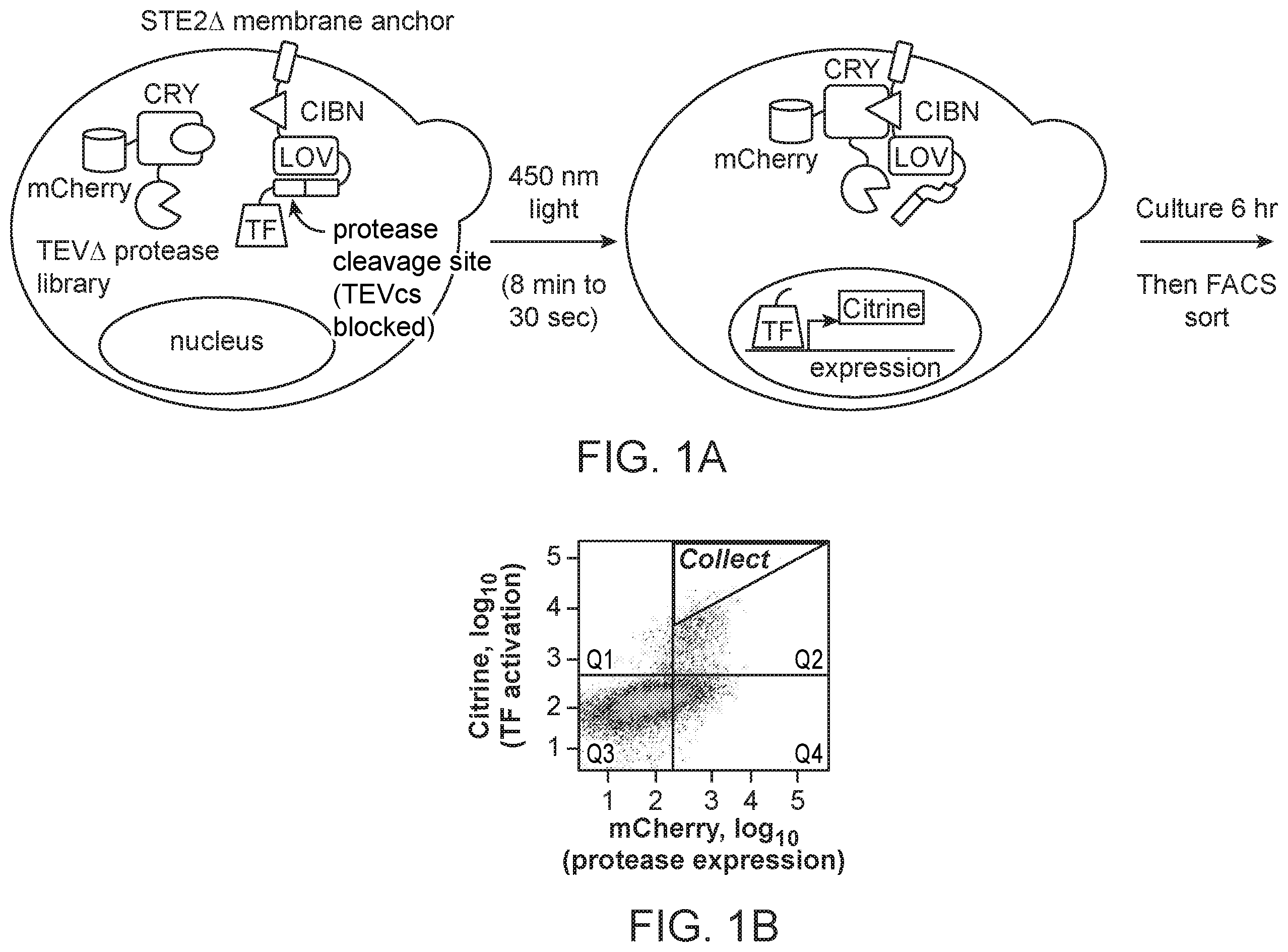Patent US12590325 — Directed evolution for obtaining improved variants of TEV protease for biotechnological applications — Figure 1