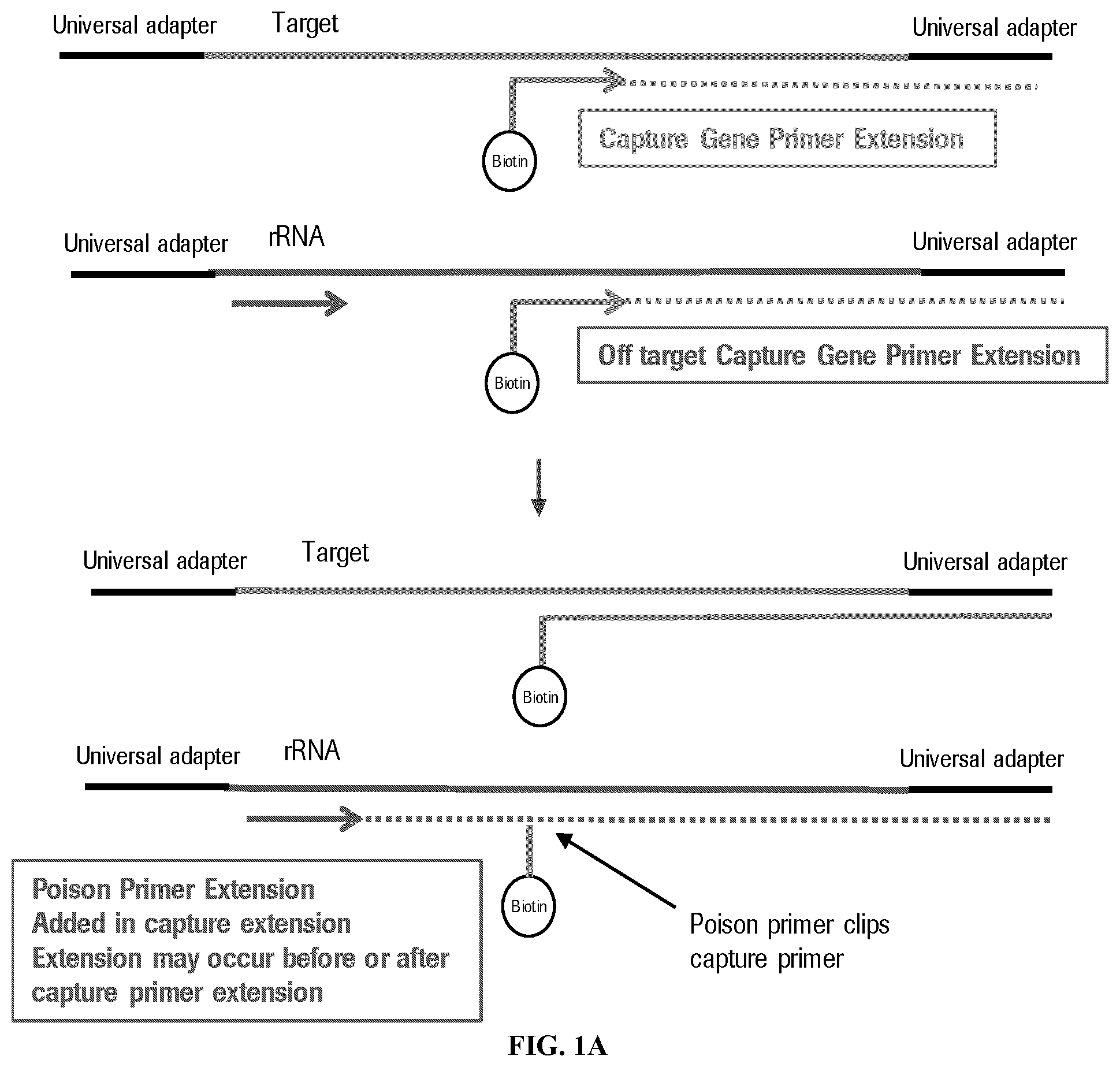 Patent US12590328 Figure 1 – Targeted depletion of non-target library molecules using poison primers during target capture of next-generation sequencing libraries