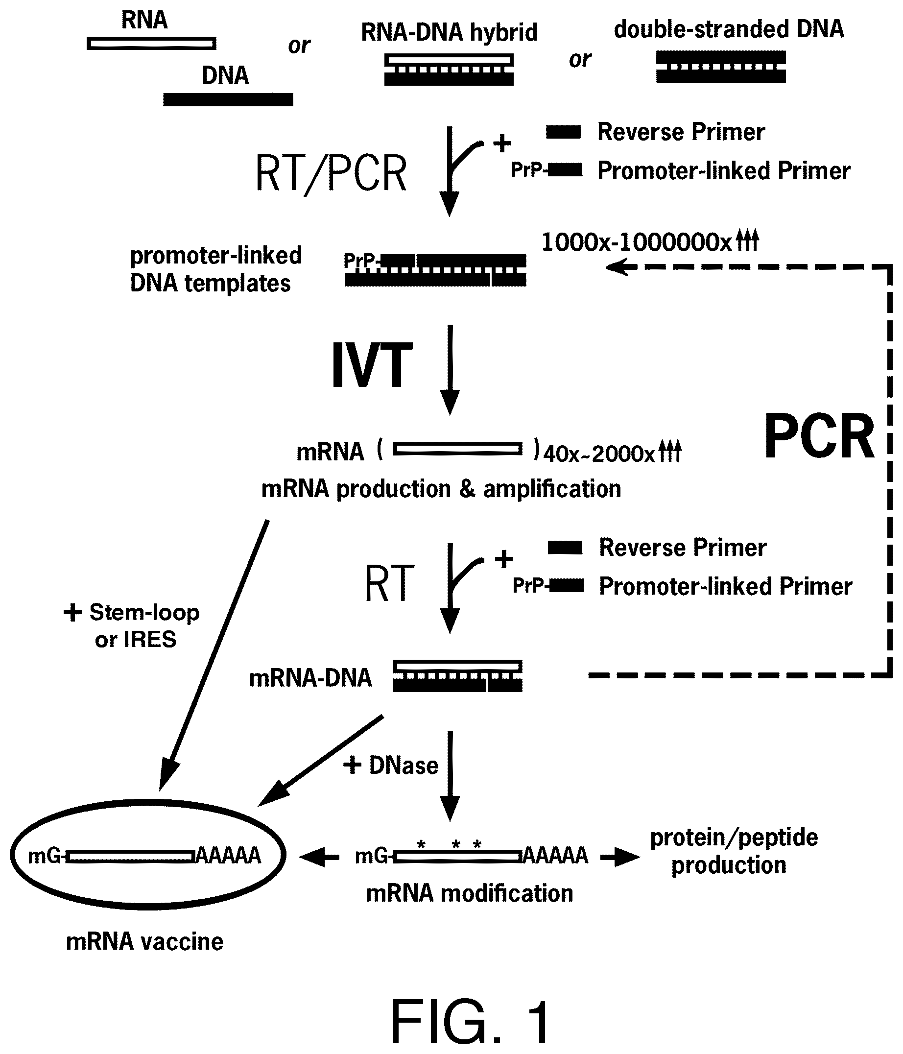 Patent US12590329 — Replicase cycling reaction (RCR) — Figure 1