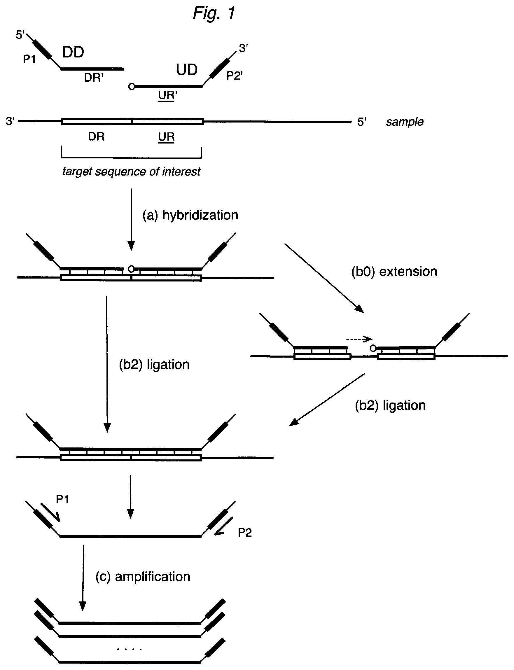 Patent US12590334 — Methods for nucleic acid sequence detection — Figure 1