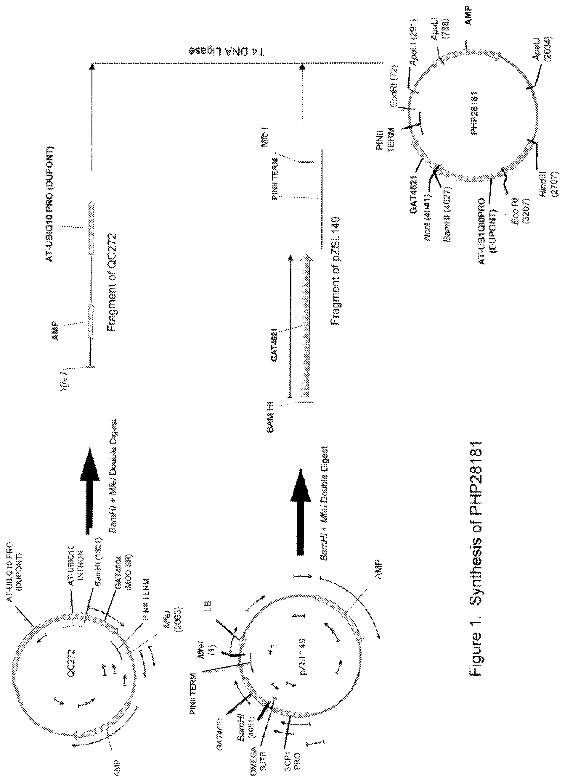 Patent US12590341 — Brassica GAT event and compositions and methods for the identification and/or detection thereof — Figure 1