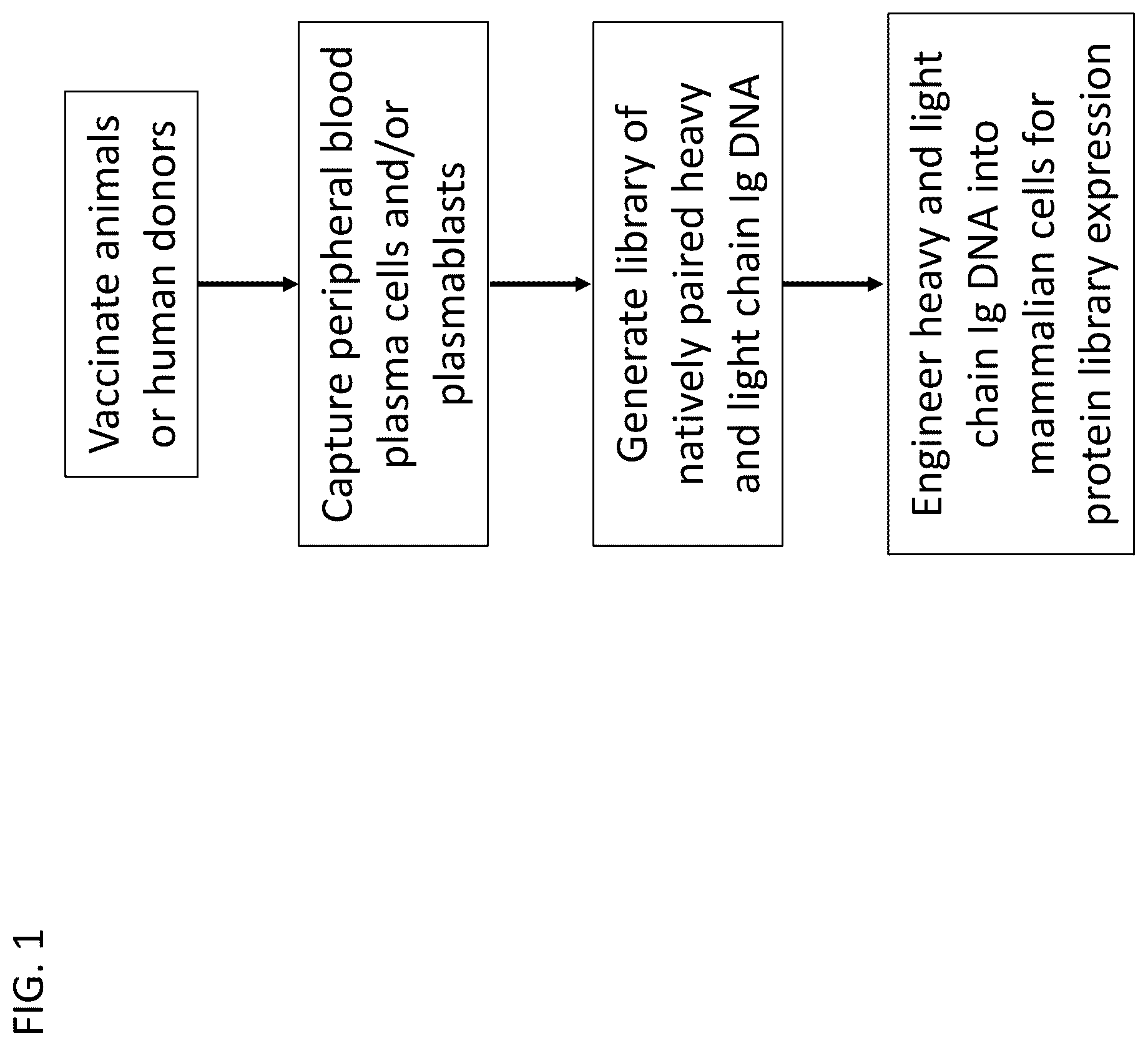 Patent US12590386 — Recombinant polyclonal proteins and methods of use thereof — Figure 1