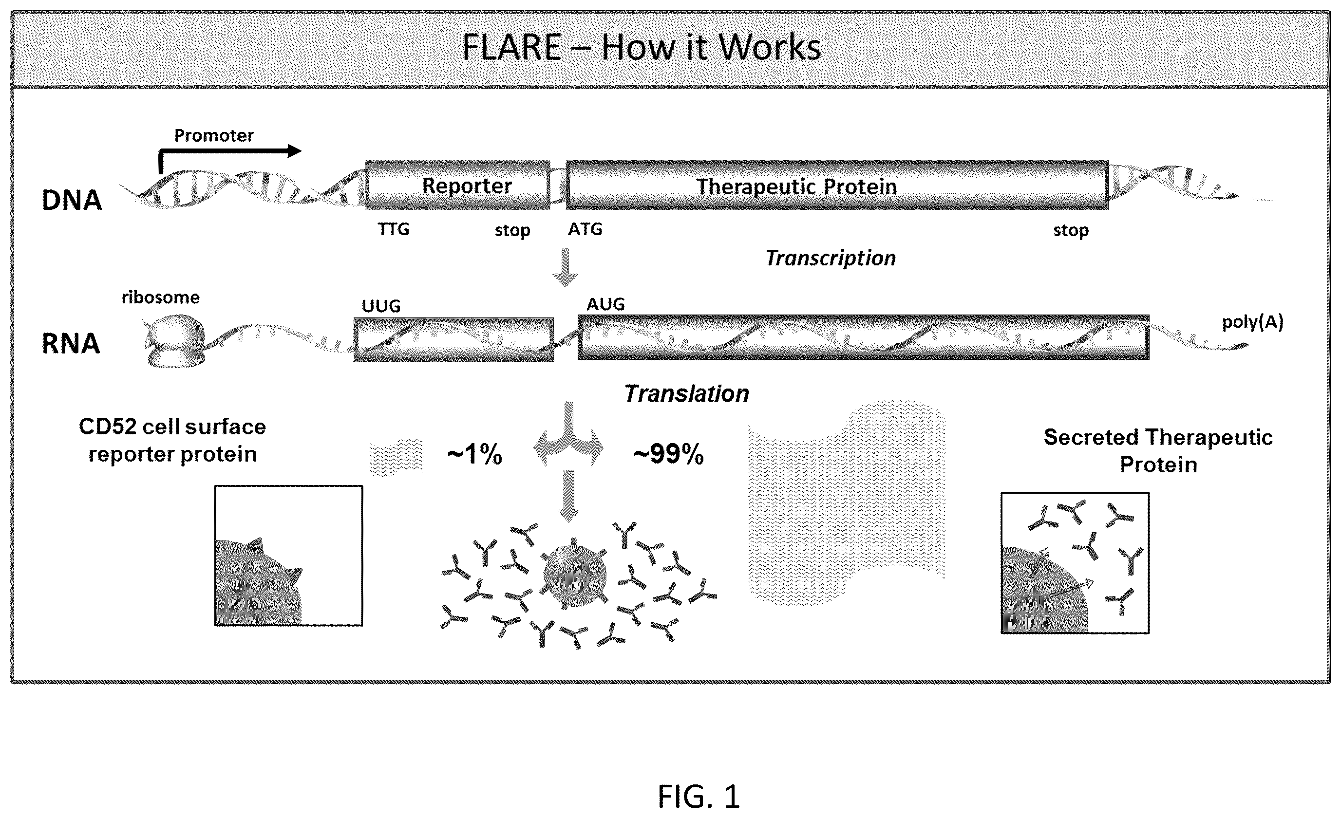 Patent US12590880 — Flare (flow cytometry attenuated reporter expression) technology for rapid bulk sorting — Figure 1