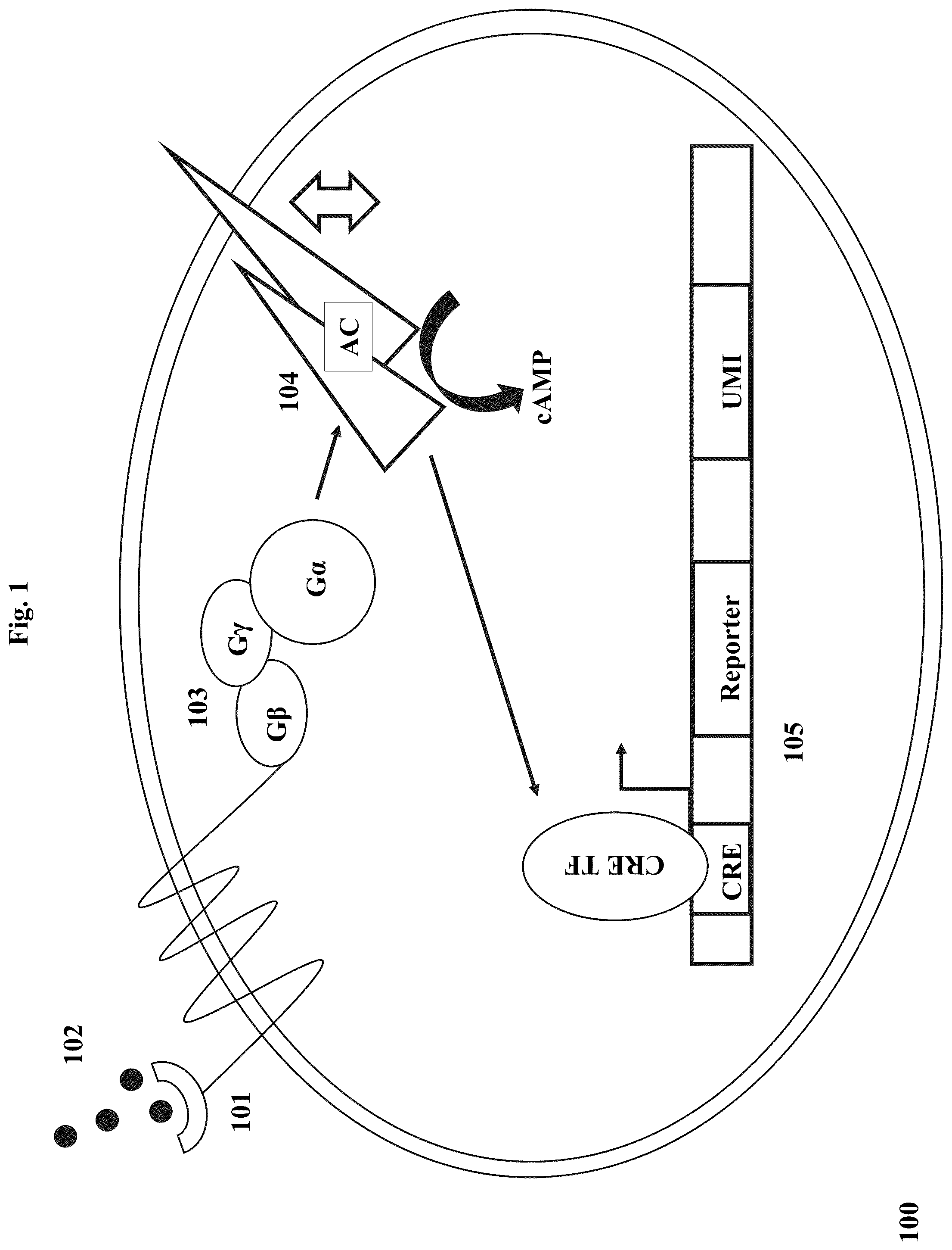 Patent US12590959 — Systems and methods for measuring cell signaling protein activity — Figure 1