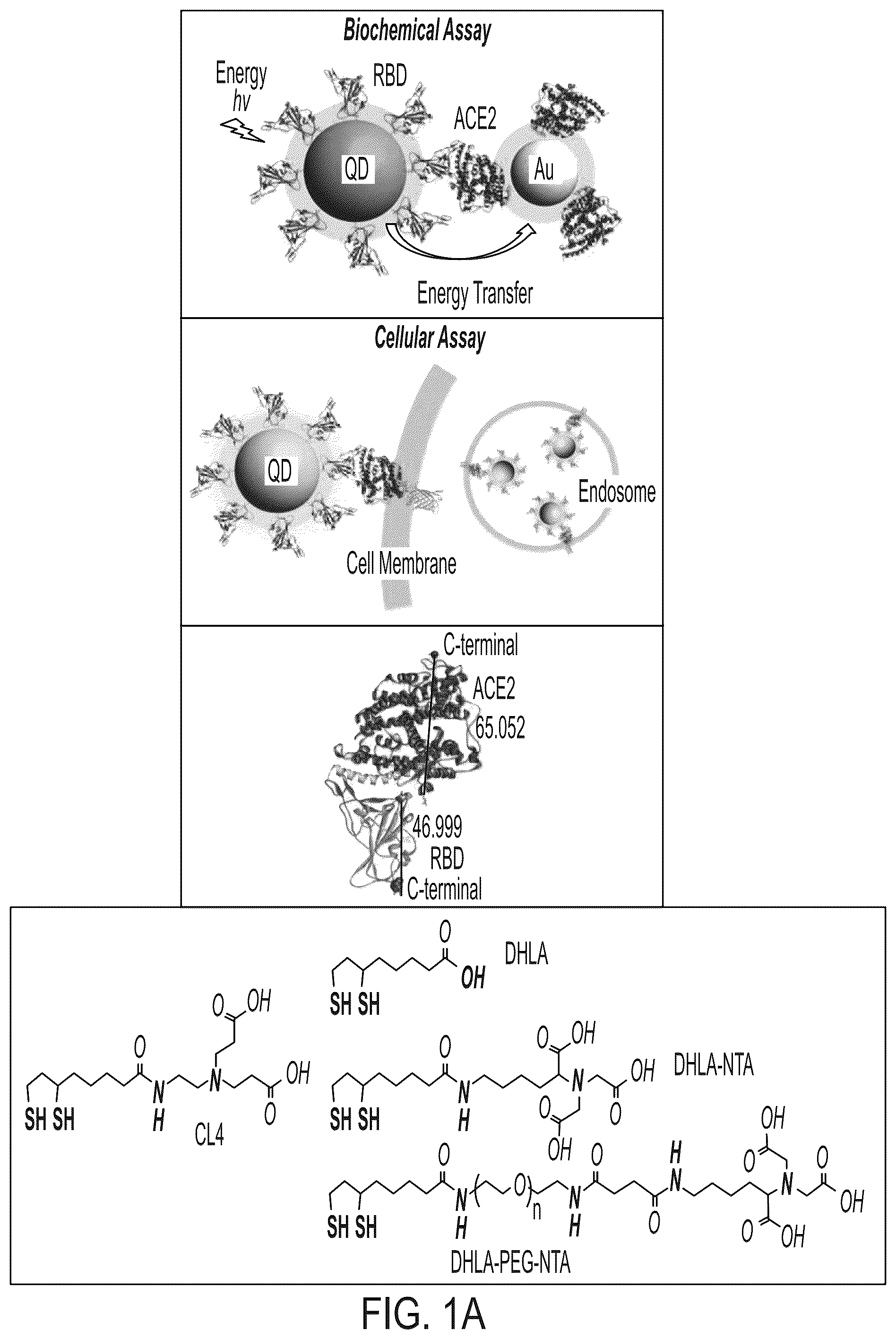 Patent US12590961 Figure 1 – Quantum dot conjugated virus spike protein for cell-based bio-sensing systems and drug screening