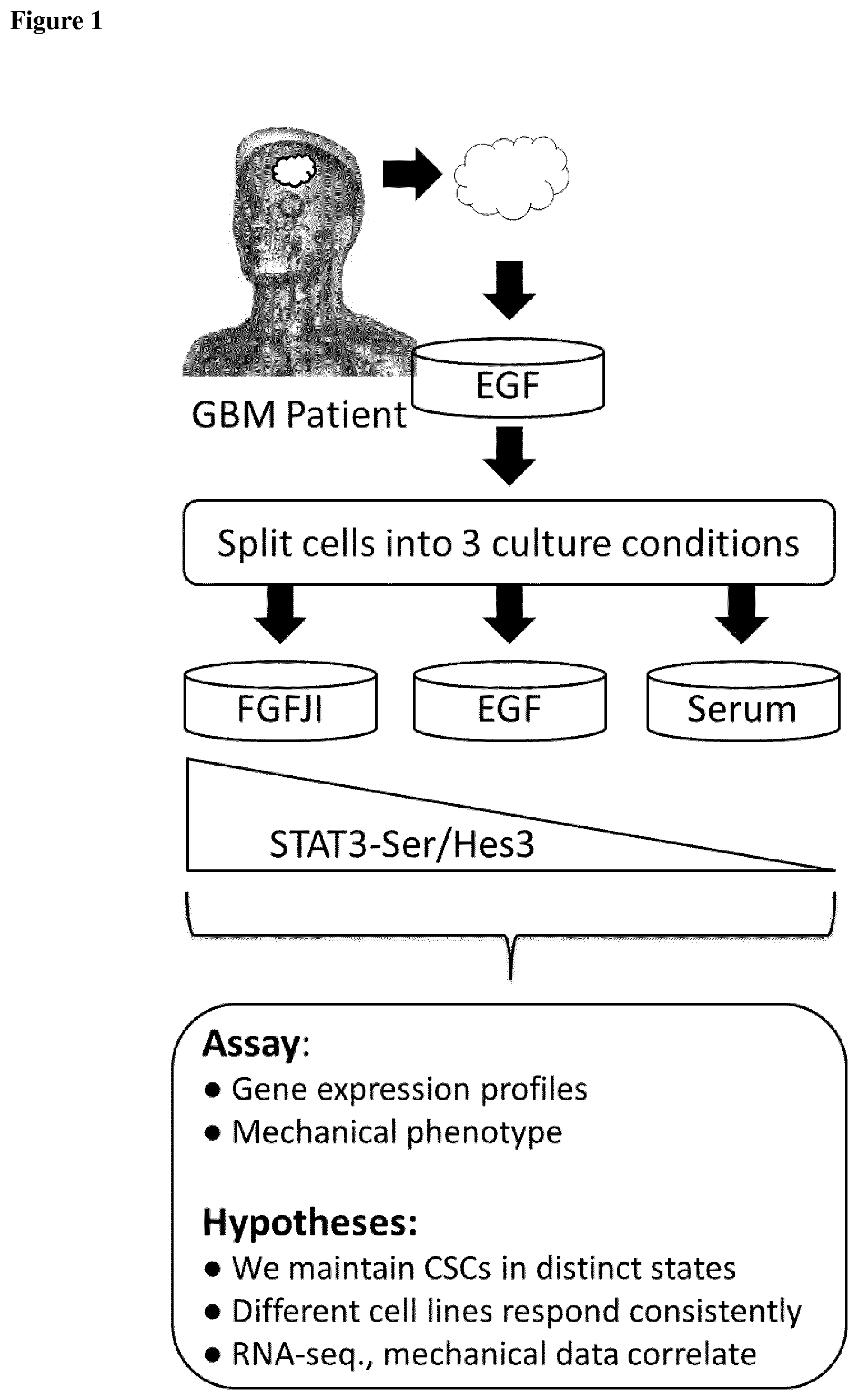 Patent US12590963 — Anti-cancer treatment of preselected subjects and screening methods to identify susceptible subjects — Figure 1