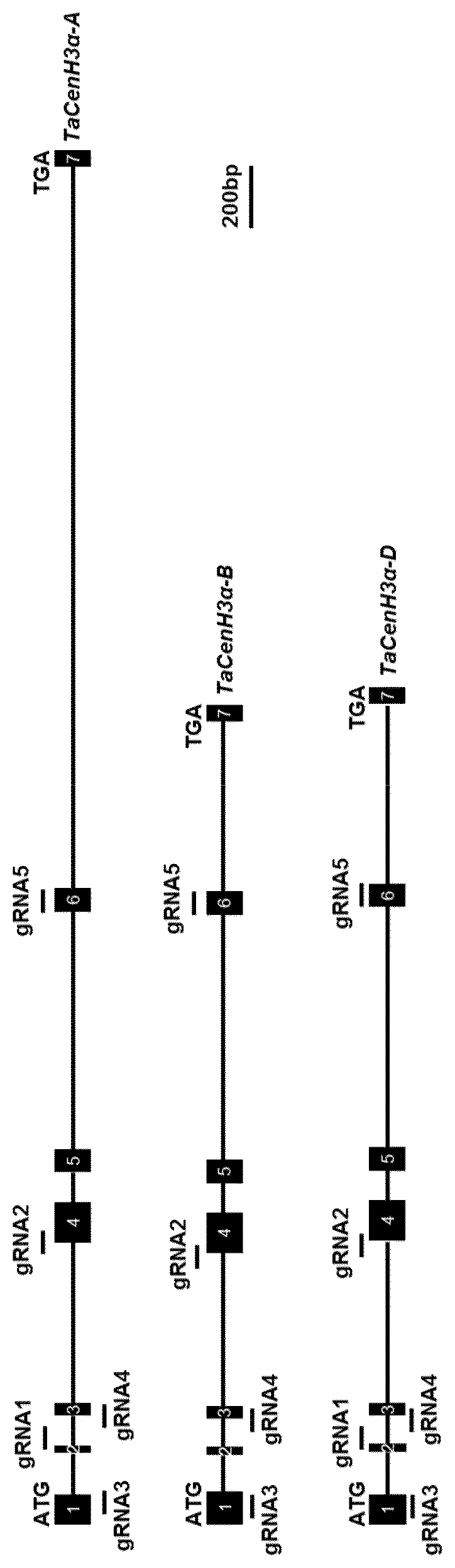 Patent US12599073 — Wheat CENH3 alleles — Figure 1