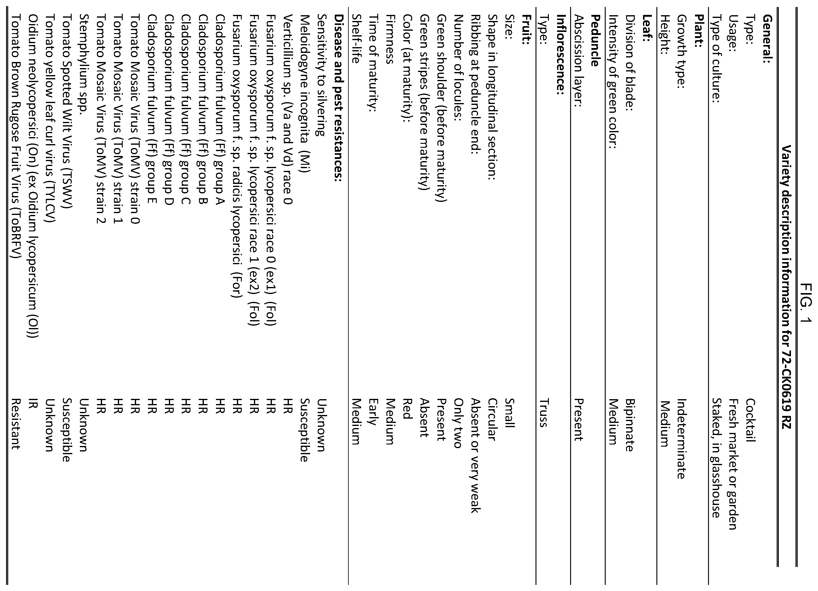 Patent US12599101 — Hybrid tomato variety 72-CK0619 RZ — Figure 1
