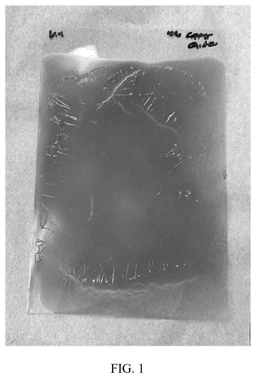 Patent US12599132 Figure 1 – Durable anti-fungal and algae resistant coatings