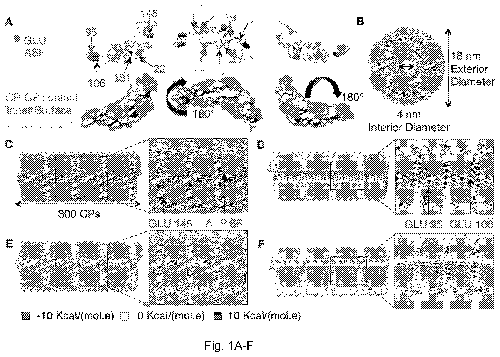 Patent US12599141 — Rod-shaped plant viral nanoparticles or virus-like particles for agricultural applications — Figure 1