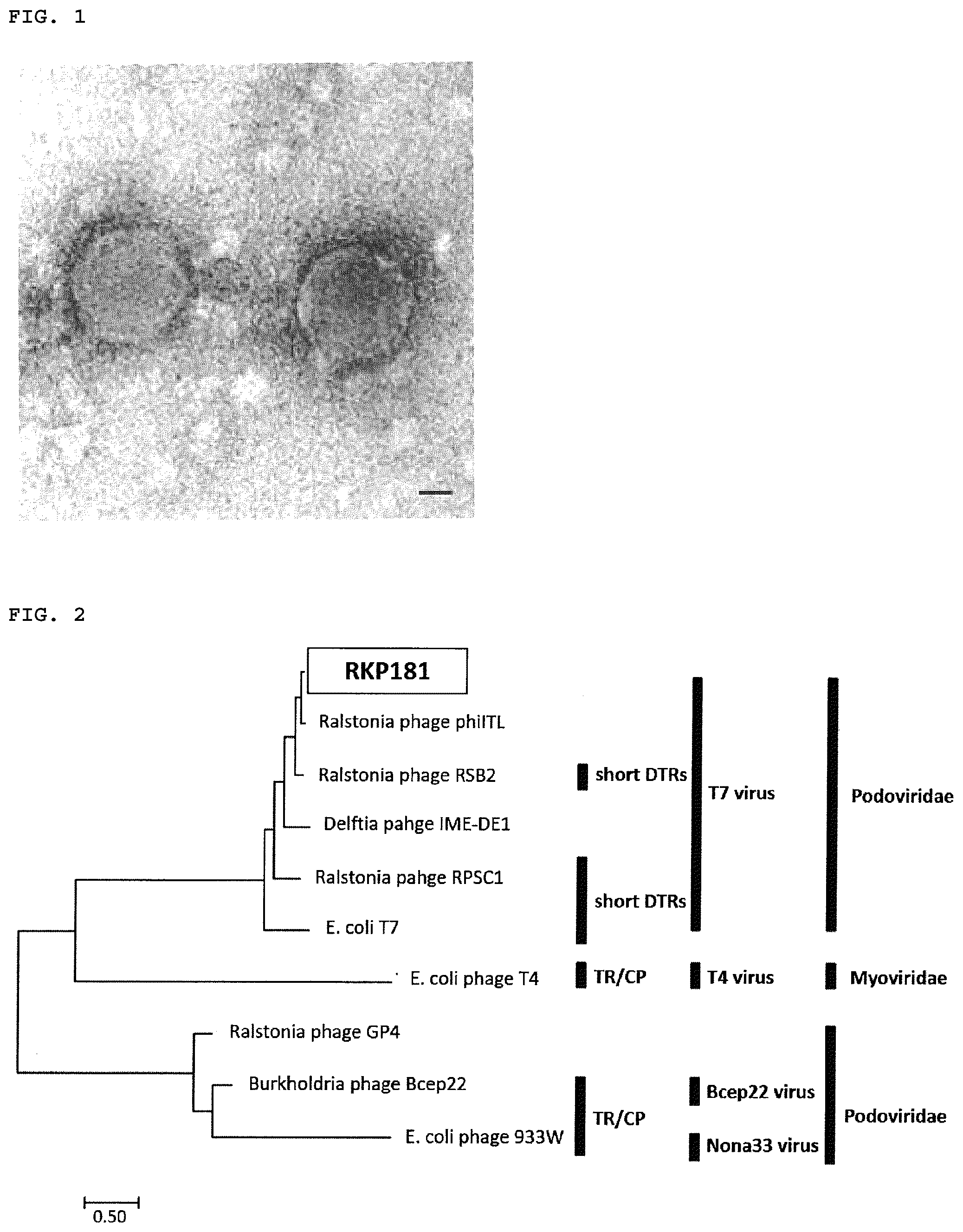 Patent US12599142 — Bacteriophage, bacterial wilt disease control agent, and bacterial wilt disease control method — Figure 1