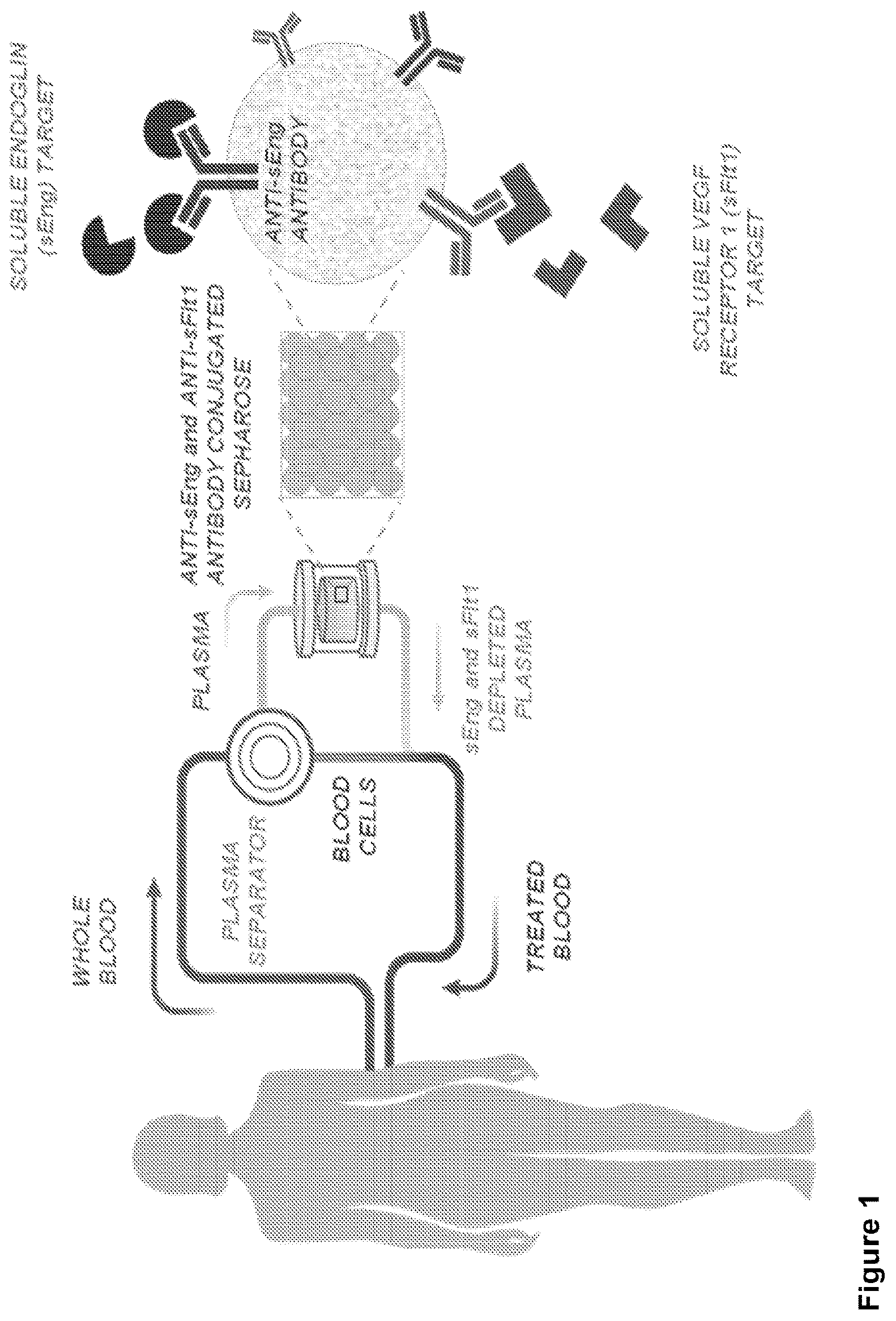 Patent US12599323 — Methods and systems for treating pregnancy-related hypertensive disorders comprising anti-sEng and anti-sFlt-1 antibodies — Figure 1