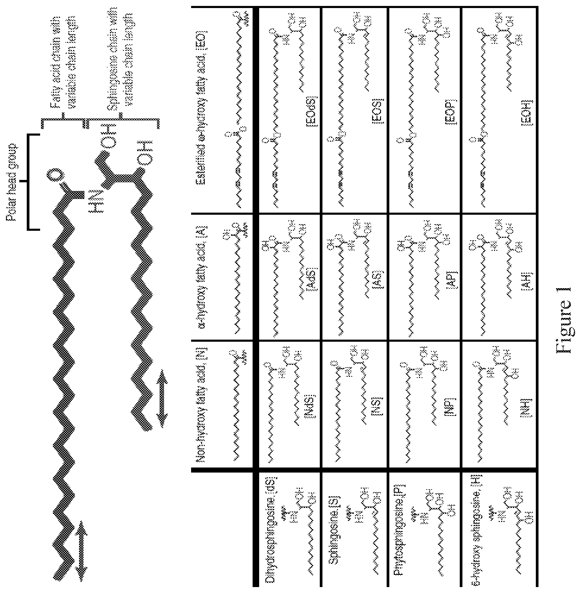 Patent US12599547 — Topical compositions optimised for epidermal lipids and phosphatidyl gycerol — Figure 1