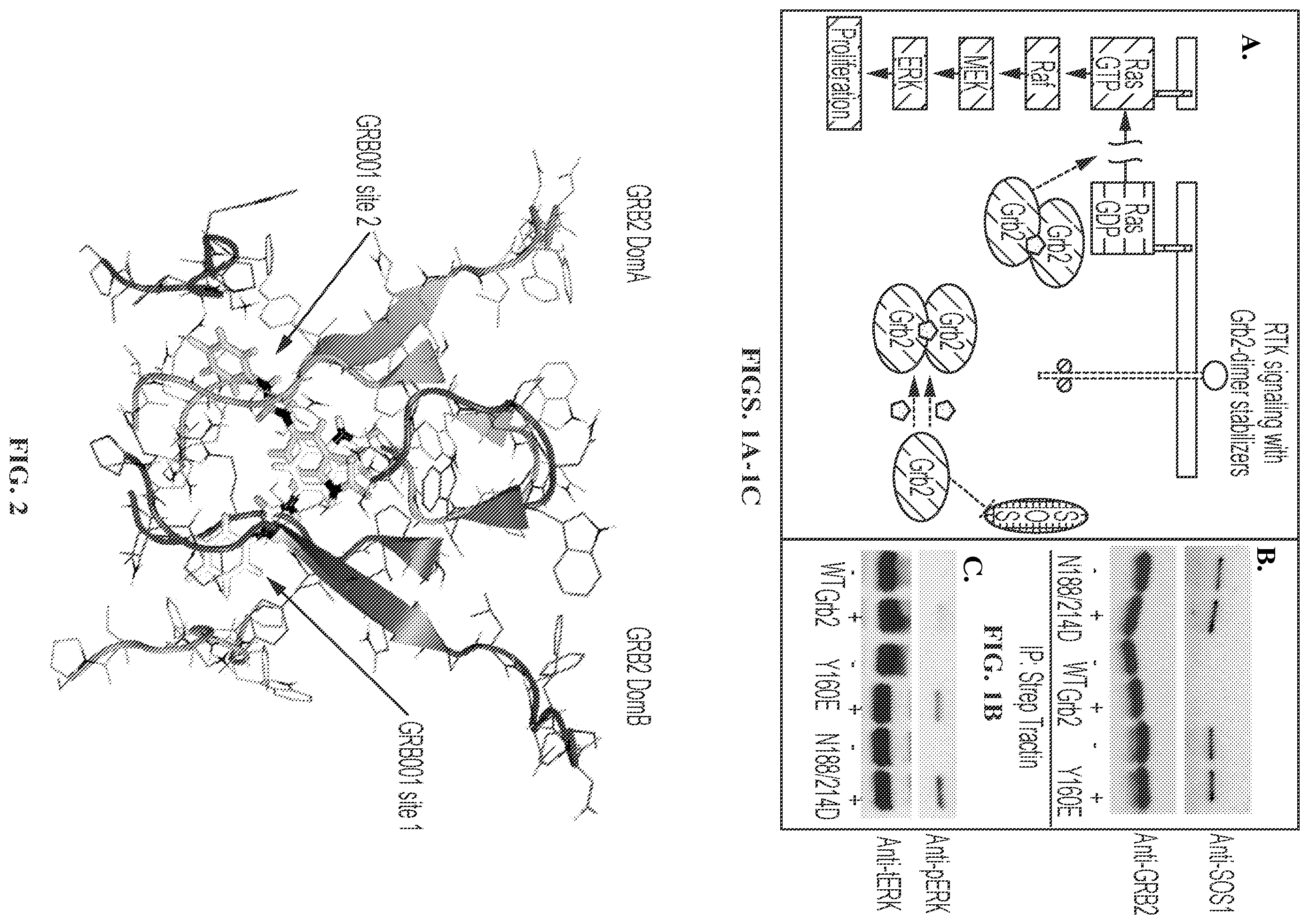 Patent US12599583 Figure 1 – Small molecule GRB2 stabilizers for Ras map kinase inhibition