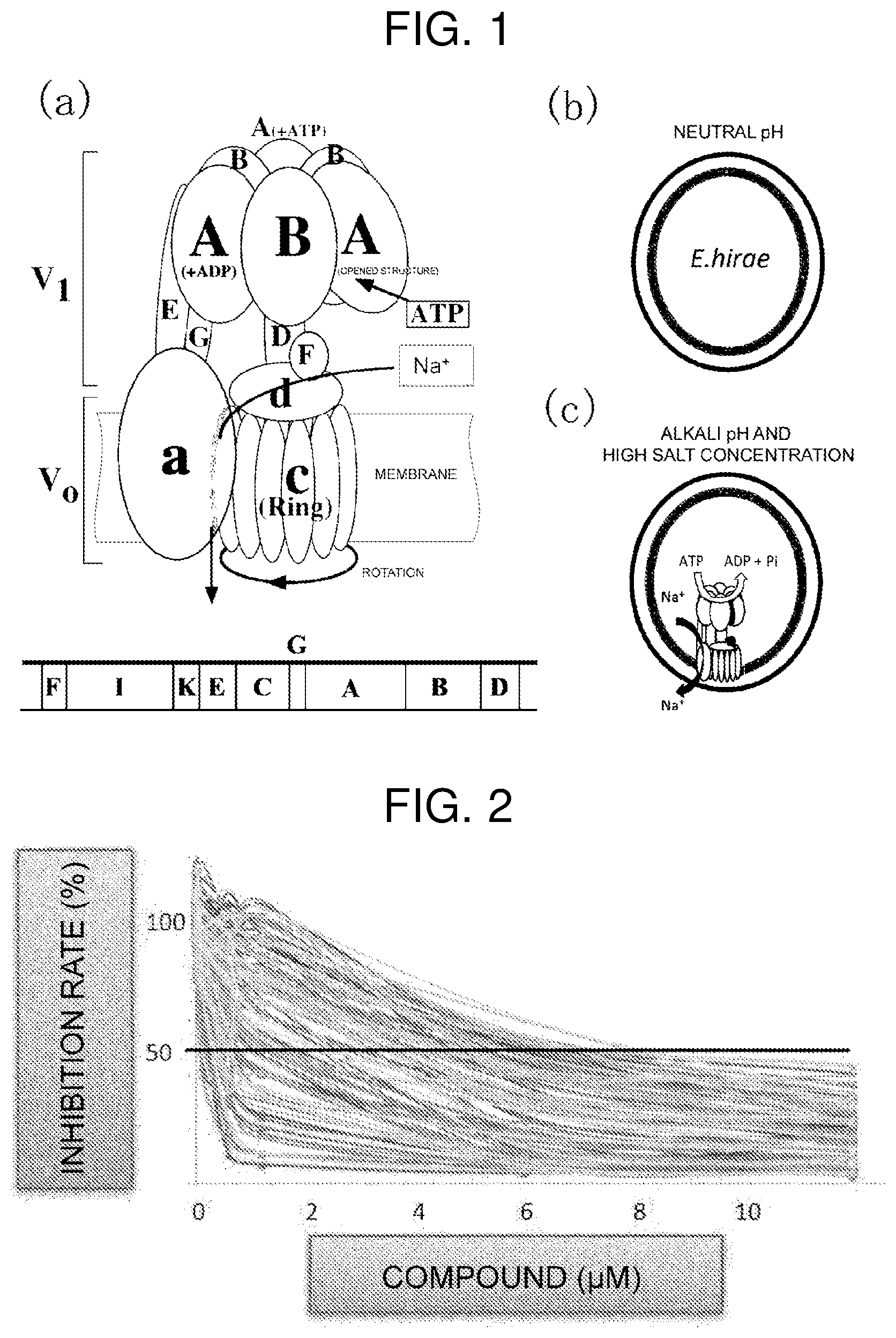 Patent US12599588 Figure 1 – Inhibitor for V-ATPase activity, antibacterial agent, medicine, antibacterial method and screening method