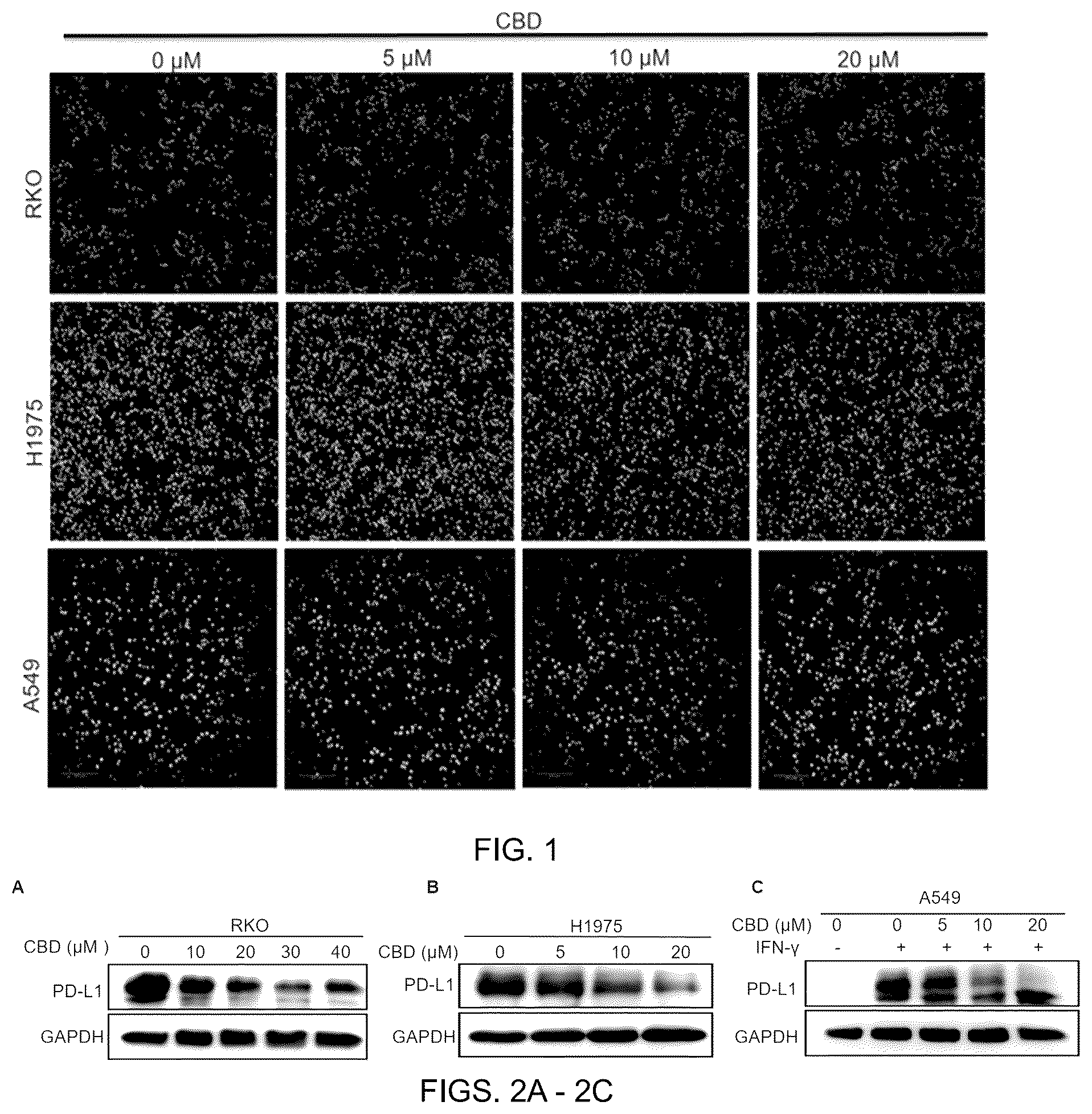 Patent US12599596 Figure 1 – Anti-tumor pharmaceutical composition based on immune checkpoint blockade and use thereof