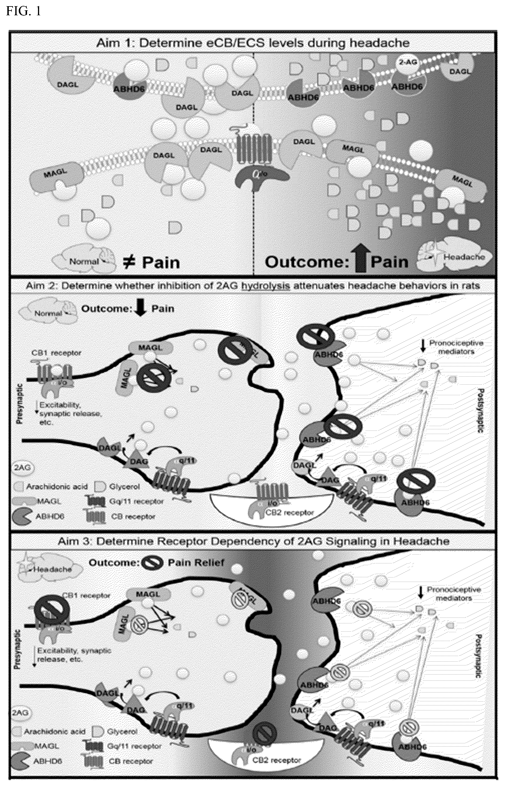 Patent US12599600 — Compositions and methods for preventing and treating headache through enhancing 2-arachydonyl glyerol activity — Figure 1