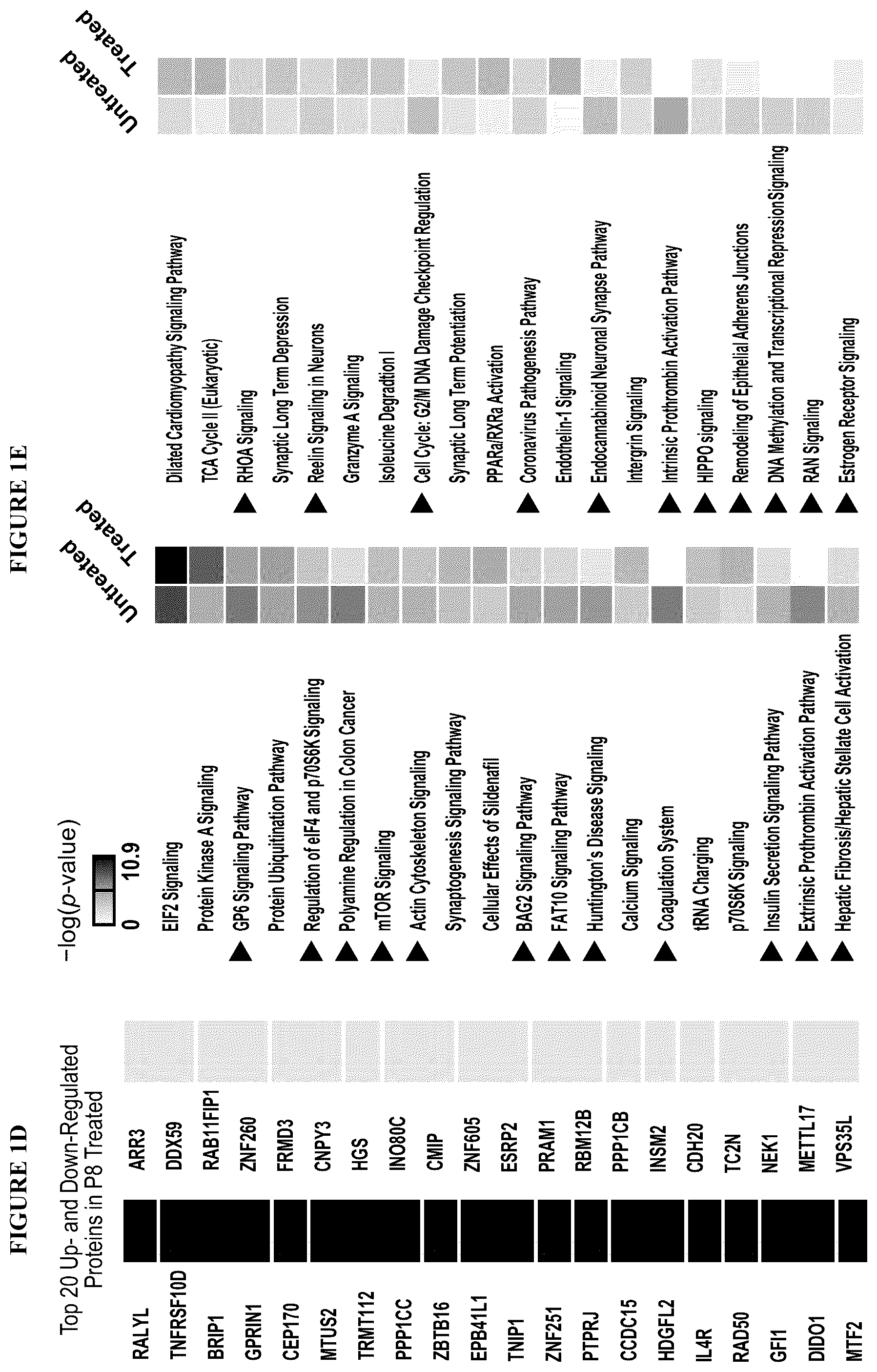 Patent US12599617 Figure 2 – Methods of treating head and neck cancers with hemp extract