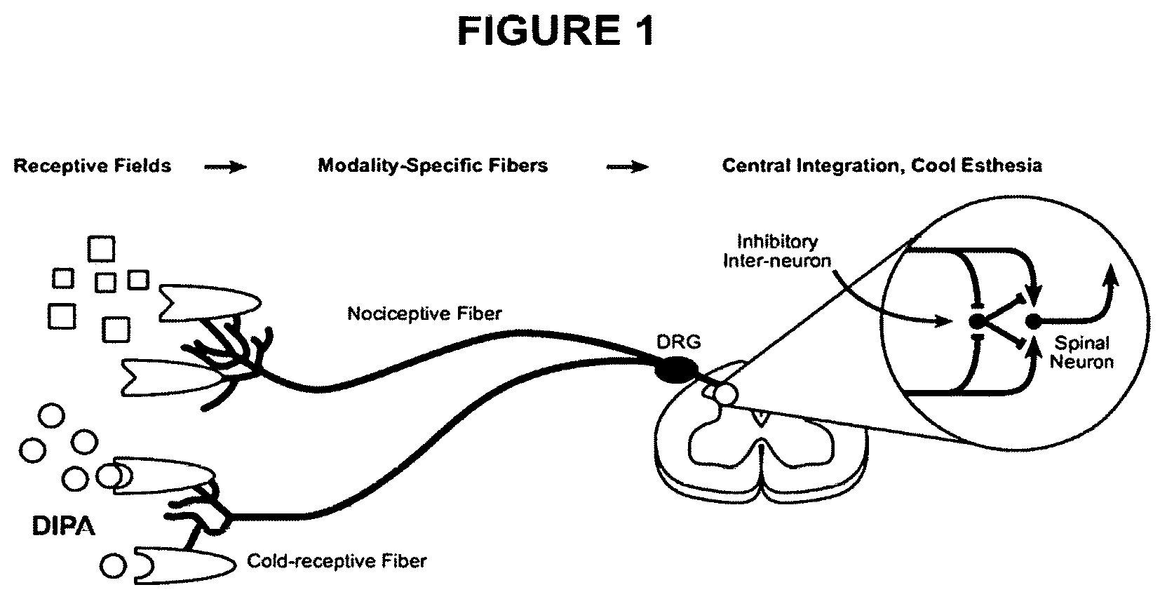 Patent US12599619 — Method of treating blepharitis or conjunctivitis — Figure 1