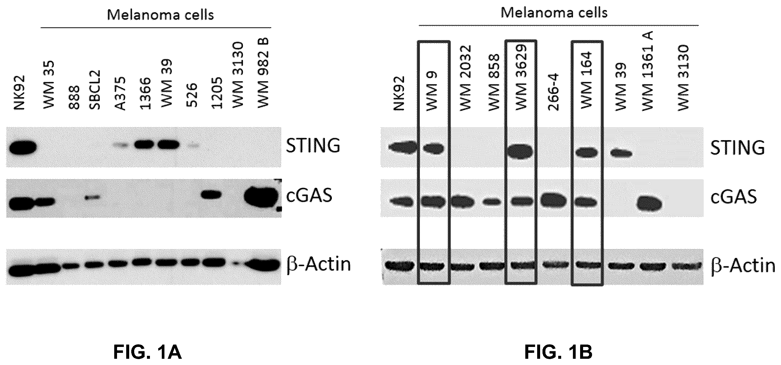 Patent US12599621 — Enhancing anti-tumor response in melanoma cells with defective sting signaling — Figure 1