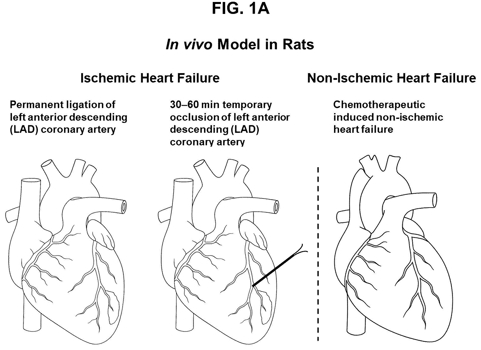 Patent US12599635 — Compositions and treatments for ischemic injuries — Figure 1