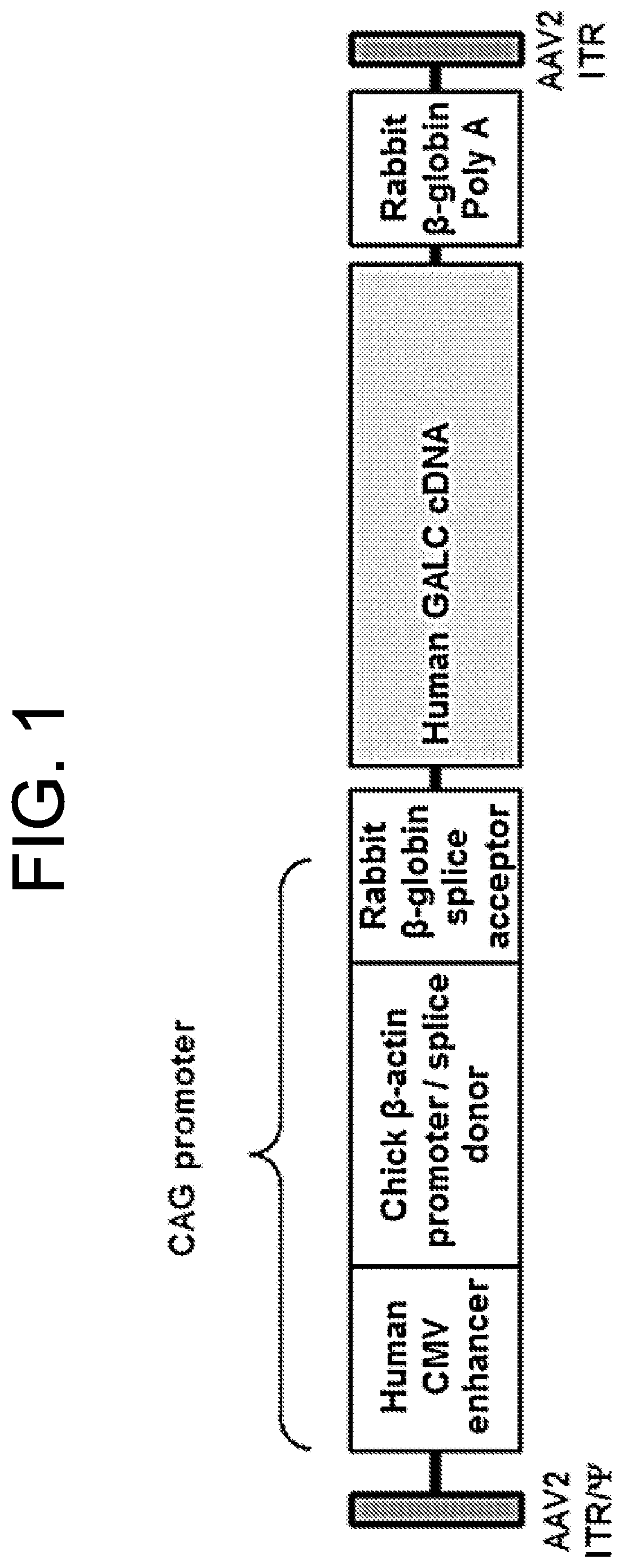 Patent US12599636 — Treatment of Krabbe disease with umbilical cord blood transplantion (UCBT) and increased galactocerebrosidase (GALC) expression — Figure 1