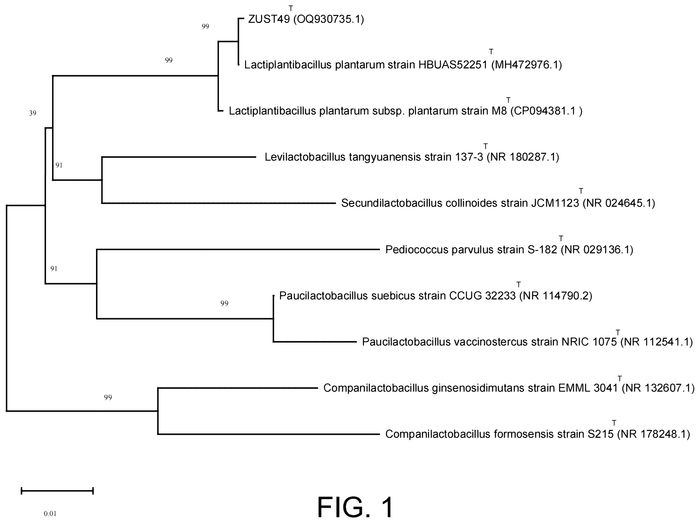 Patent US12599640 — Lactobacillus plantarum ZUST49 and bacterial agent, and use thereof — Figure 1