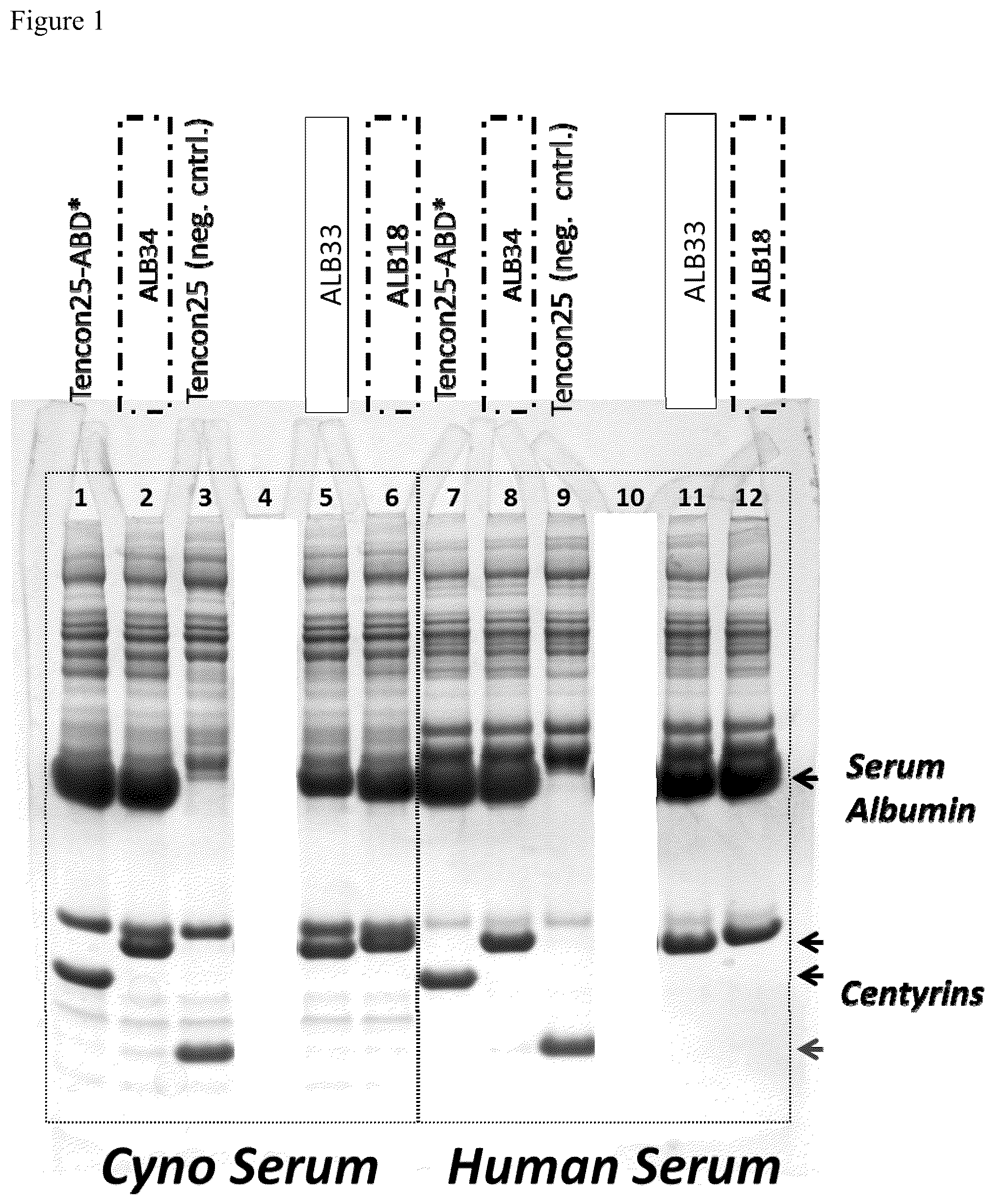 Patent US12599652 Figure 1 – Serum albumin-binding fibronectin type III domains