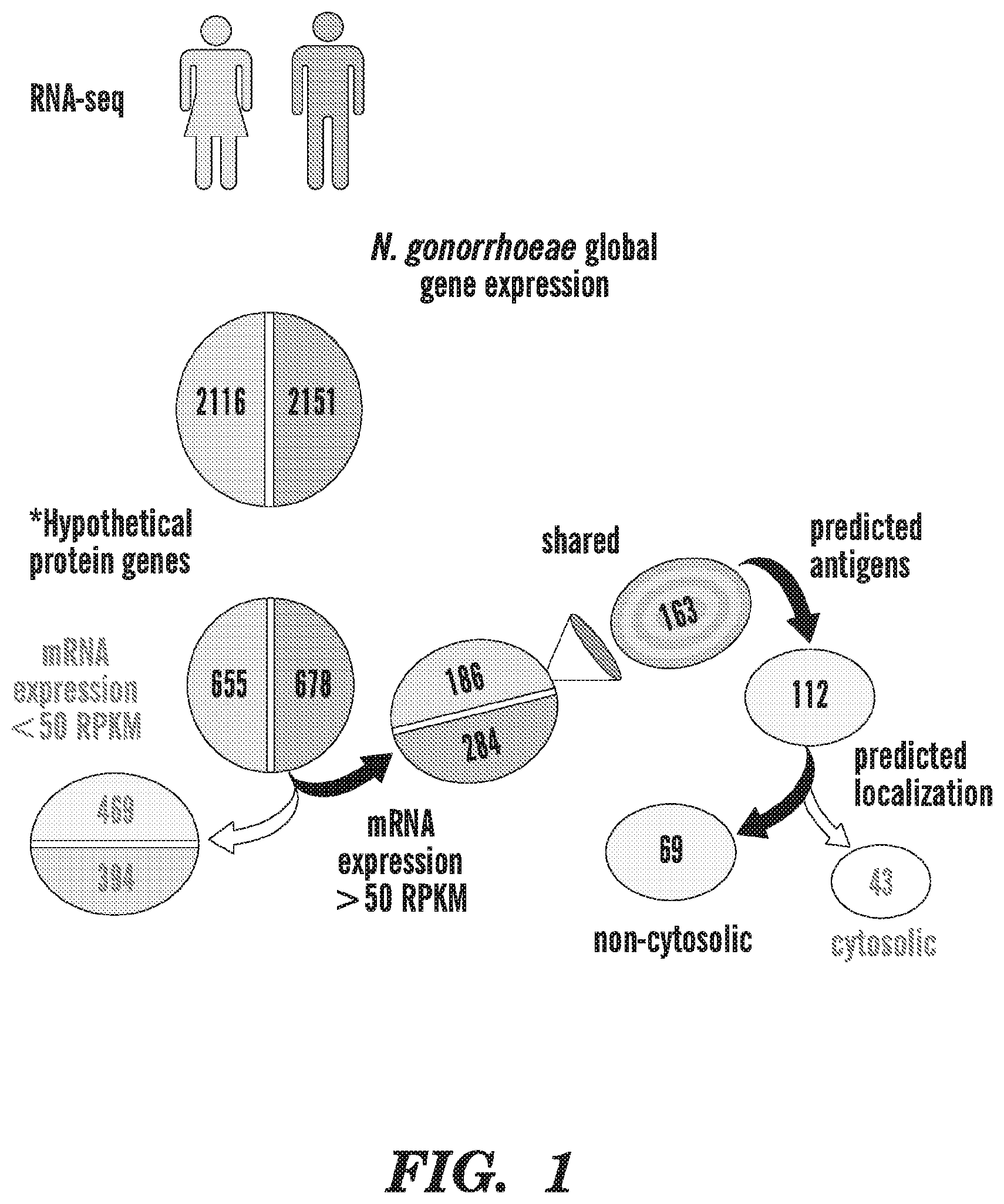Patent US12599655 — Neisseria gonorrhoeae vaccine compositions and methods of selecting antigens — Figure 1