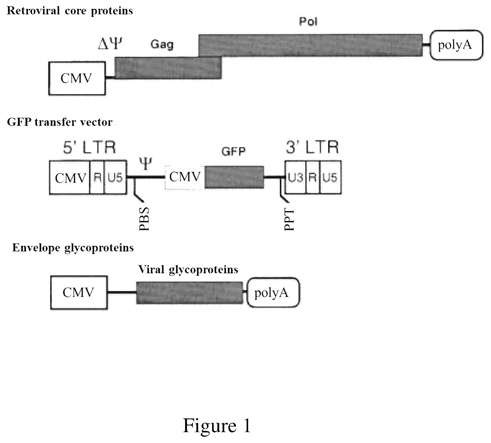 Patent US12599661 — Immunogenic compositions of hepatitis c virus and uses thereof — Figure 1