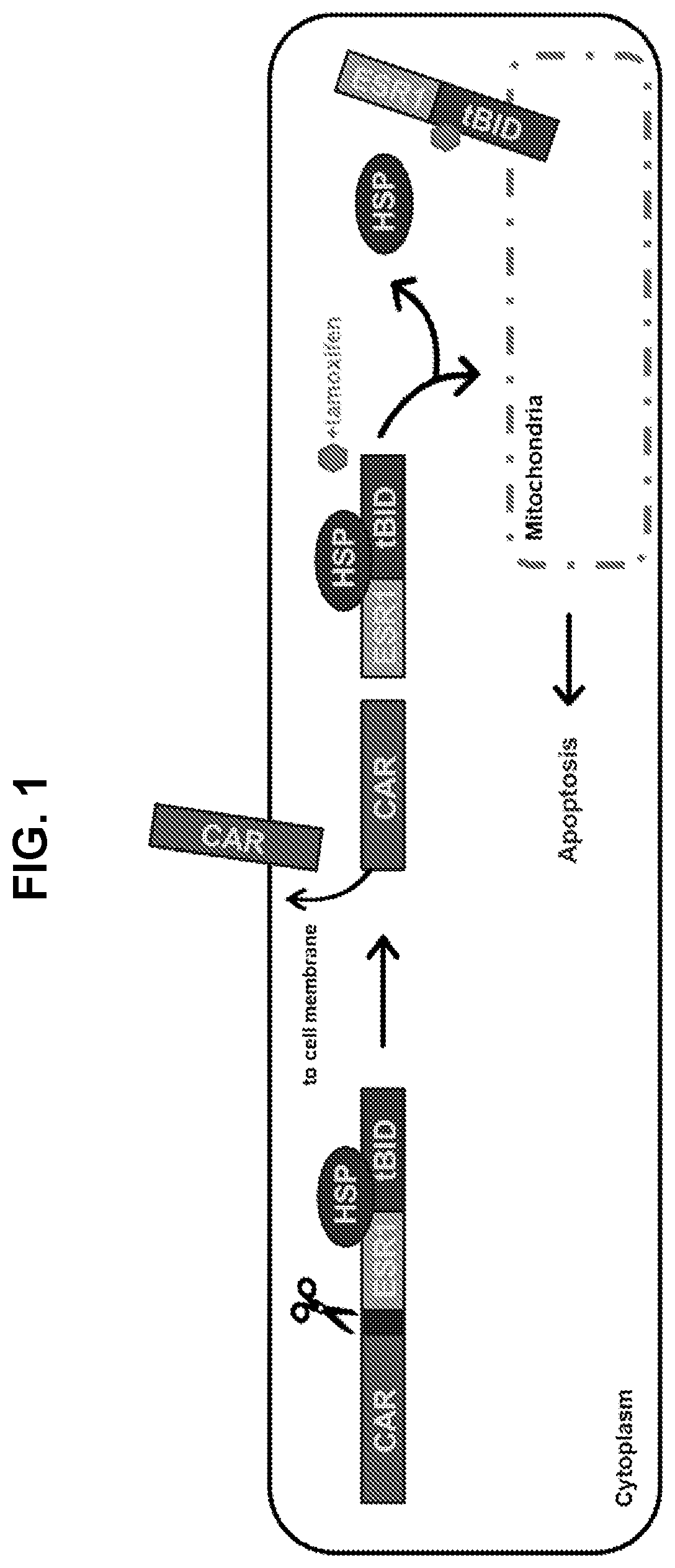 Patent US12599665 — Gene fusions for control of genetically modified cells — Figure 1