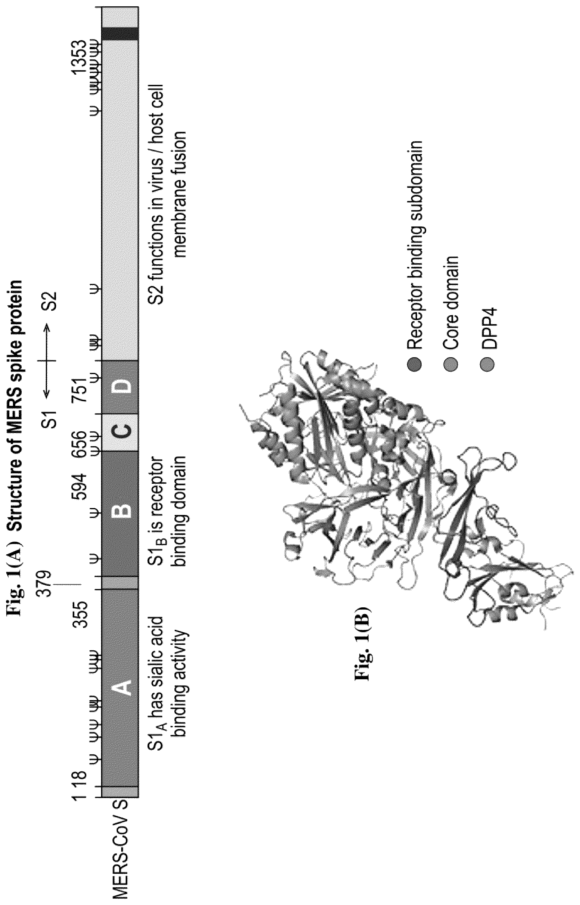 Patent US12599668 — Antibodies — Figure 1