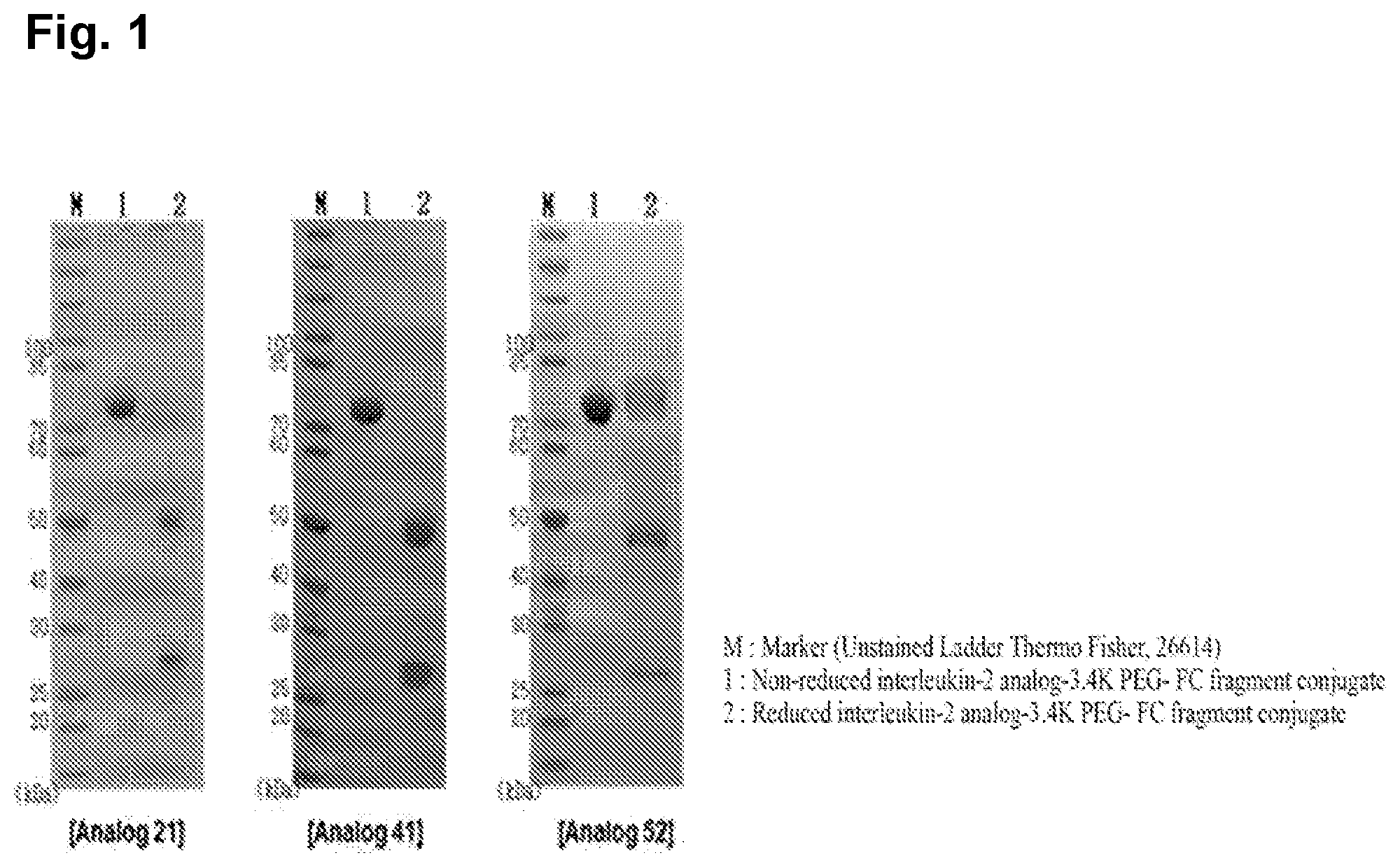 Patent US12599675 — Conjugate of immune-stimulating il-2 analog and preparation method thereof — Figure 1