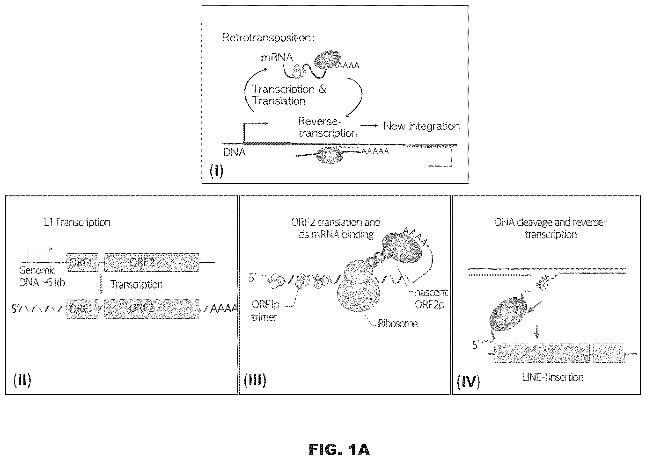 Patent US12599678 Figure 1 – Methods and compositions for genomic integration
