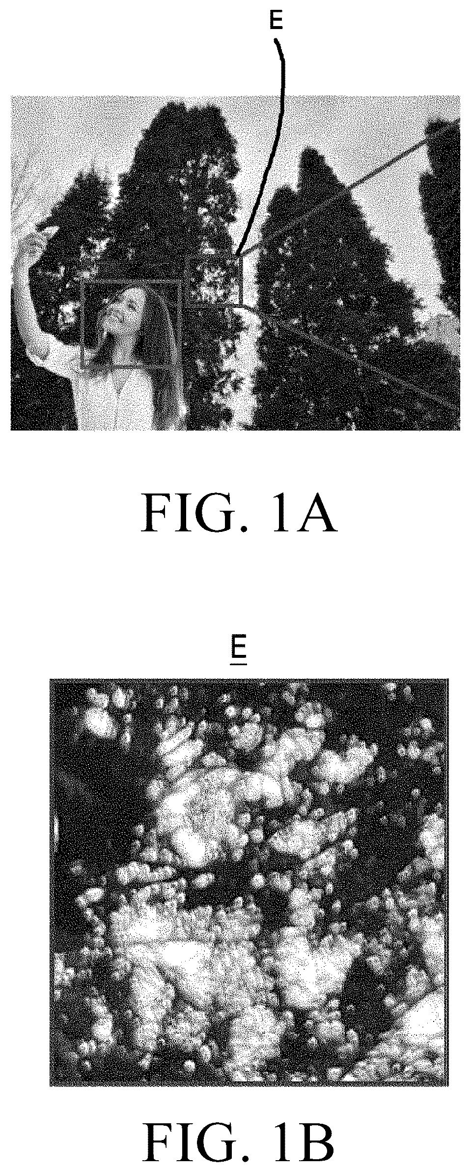 Patent US12610155 Figure 1 – Device and method for extended depth of field imaging