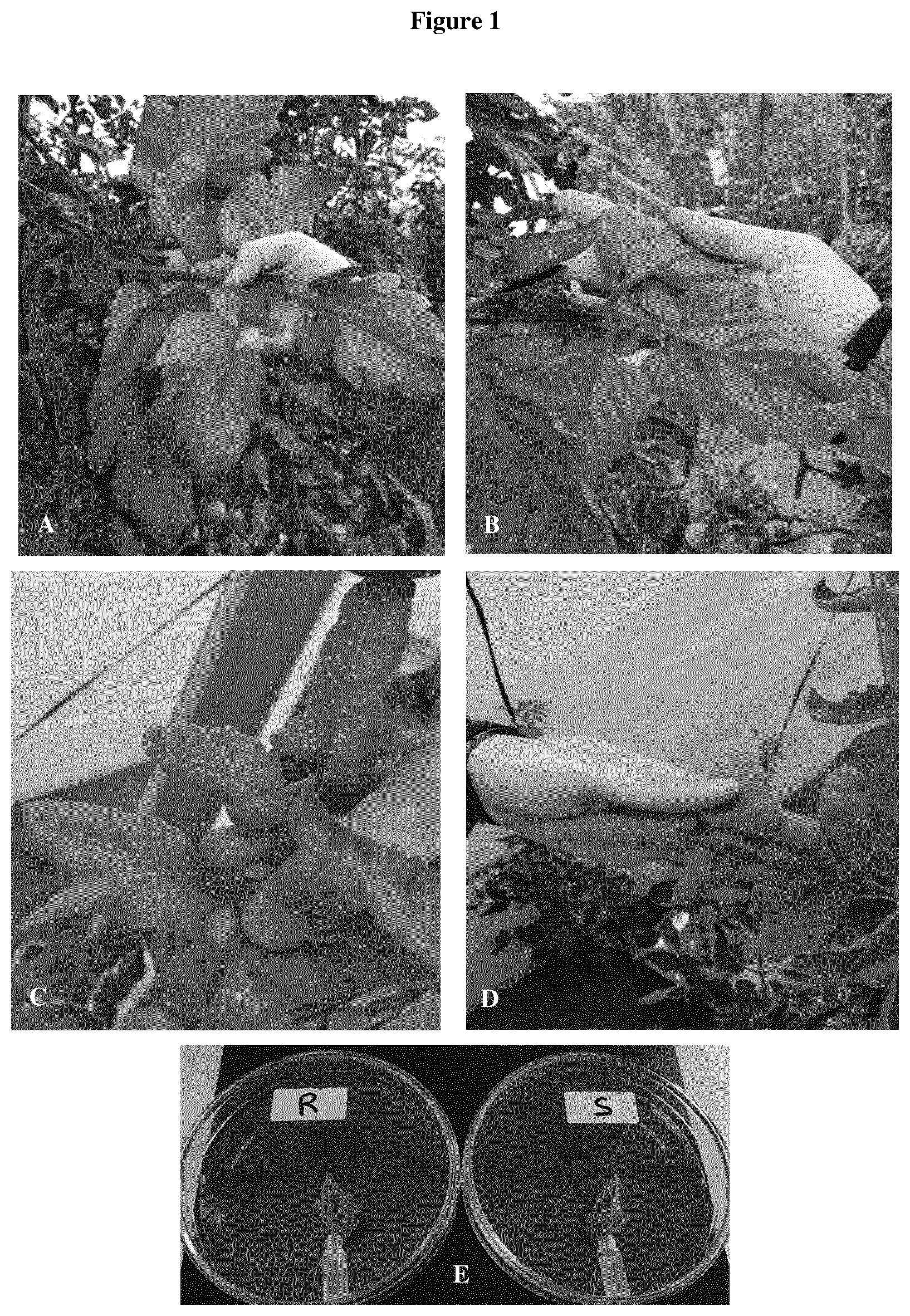 Patent US12610901 — Tomato plant having improved insect resistance — Figure 1