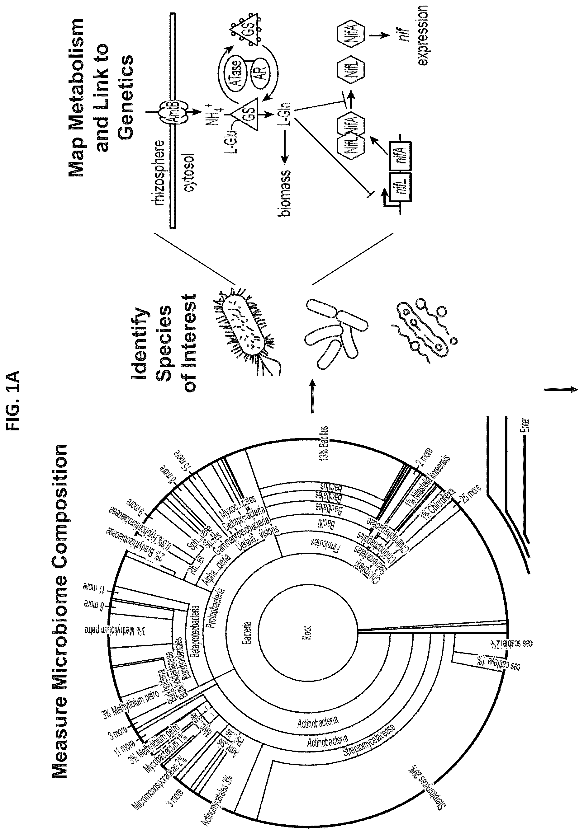 Patent US12610956 Figure 1 – Agricultural compositions comprising remodeled nitrogen fixing microbes