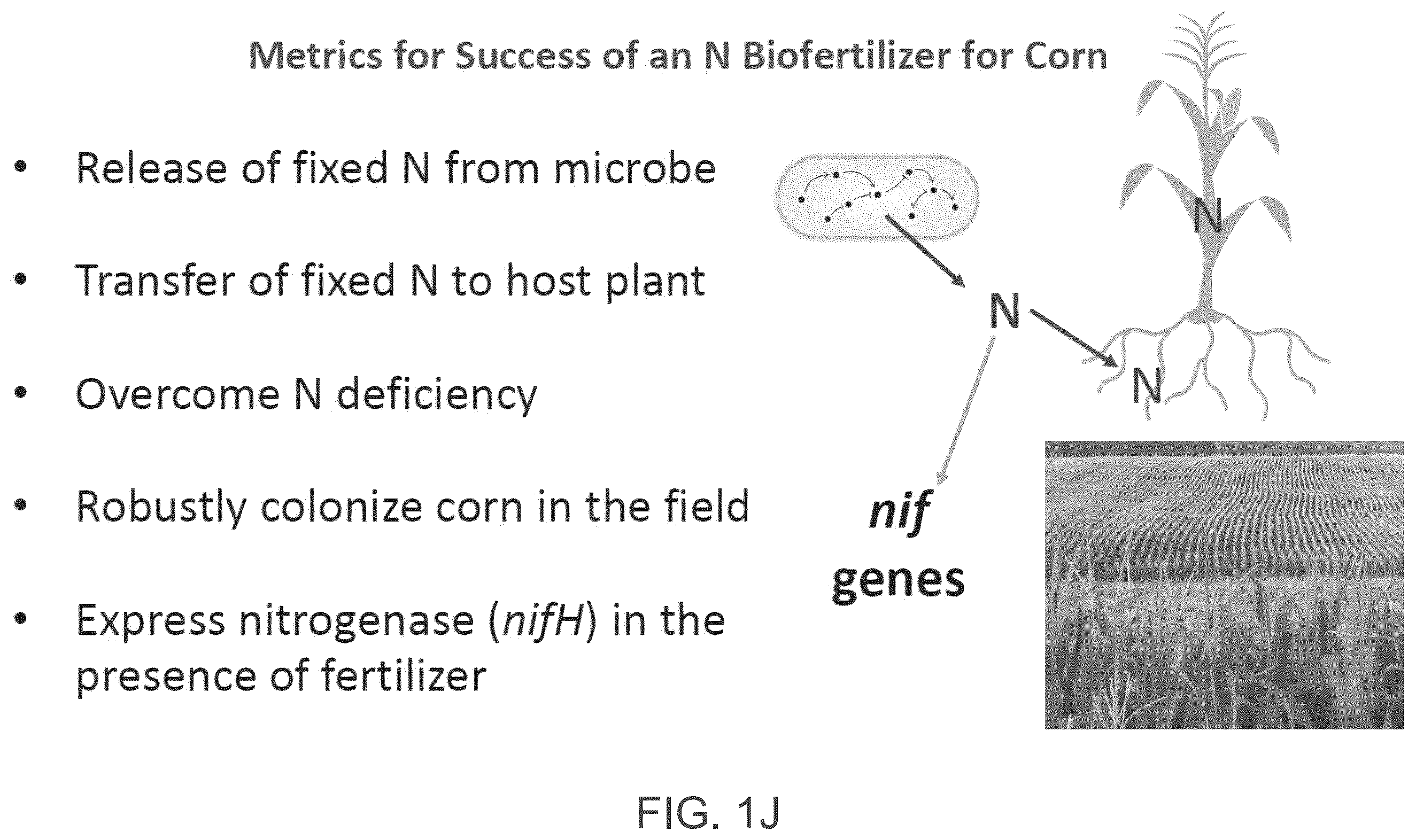 Patent US12610956 Figure 11 – Agricultural compositions comprising remodeled nitrogen fixing microbes