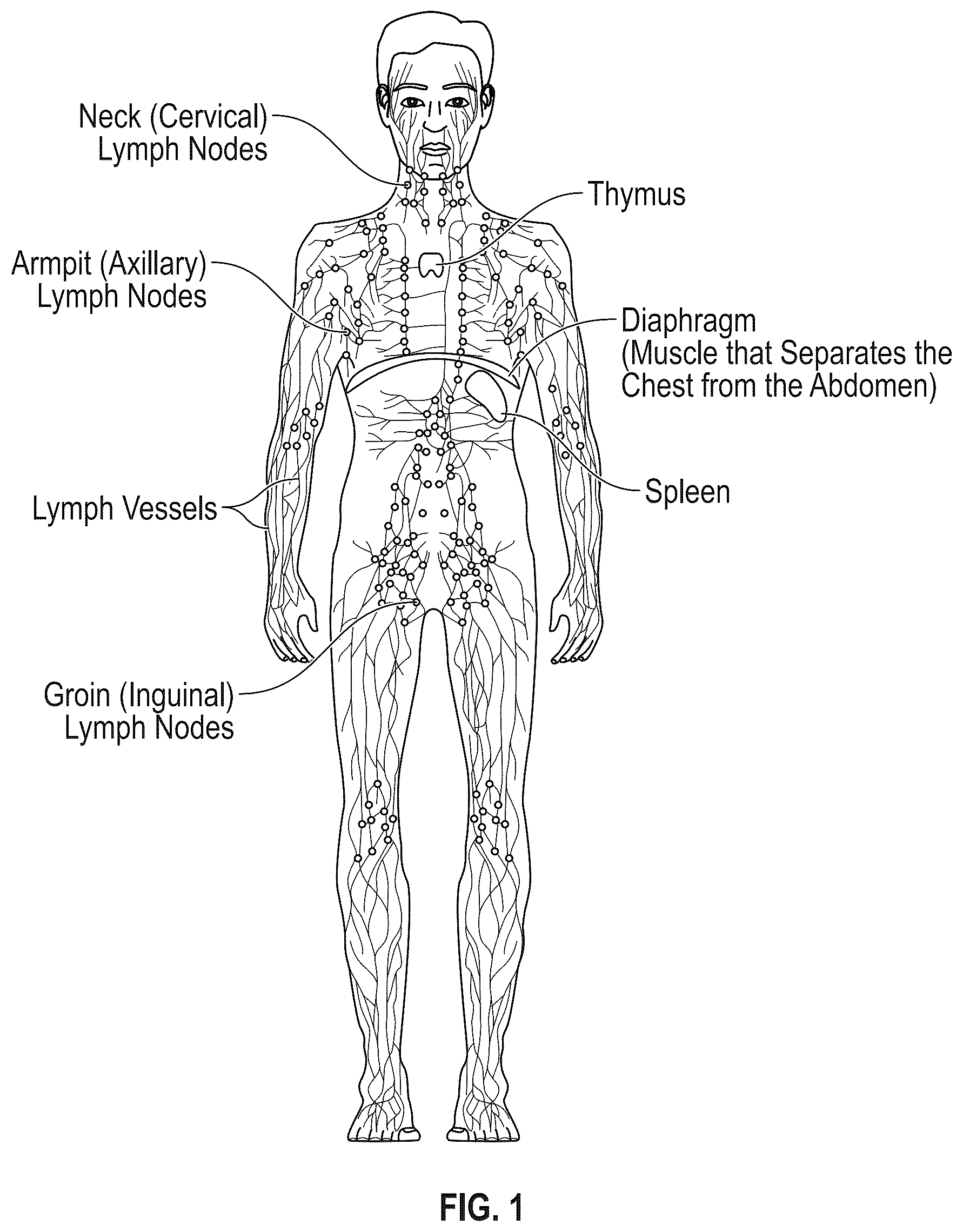 Patent US12611137 — Lymphatic diagnostic device — Figure 1