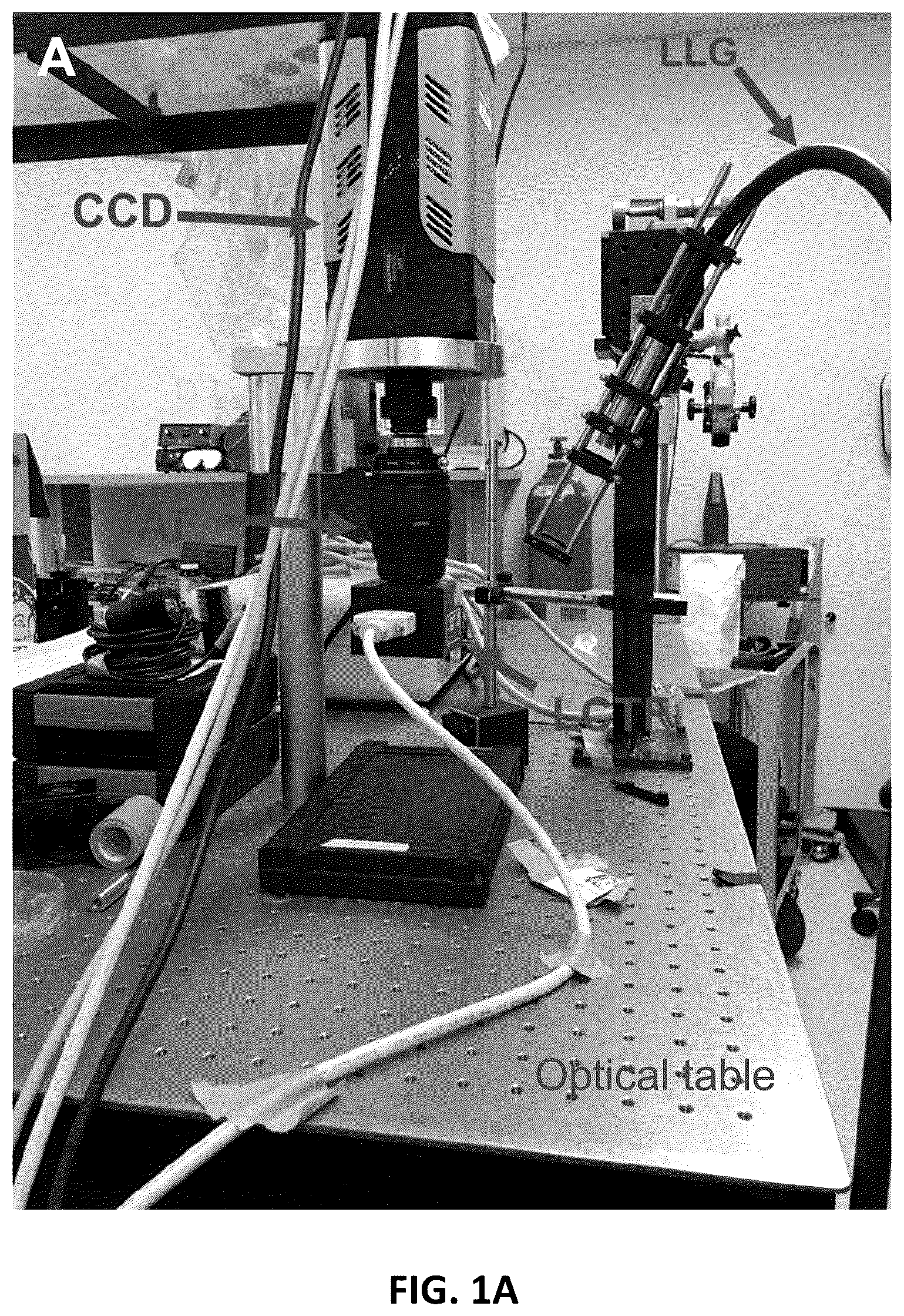 Patent US12611142 — Method and apparatus for intraoperative nerve visualization using polarized diffuse reflectance spectroscopy and applications of same — Figure 1
