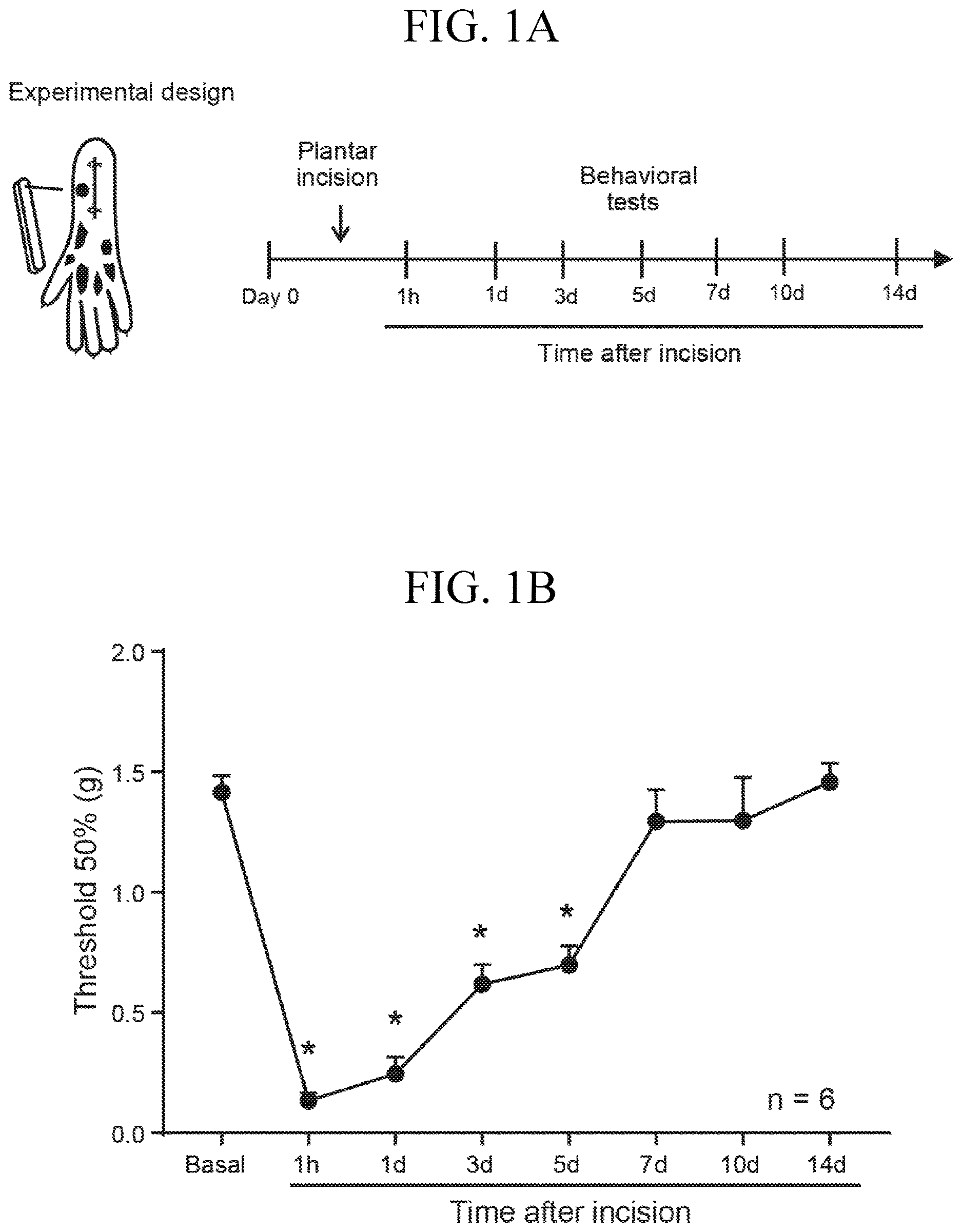 Patent US12611393 Figure 1 – Treatment of pain by targeting NR4A1