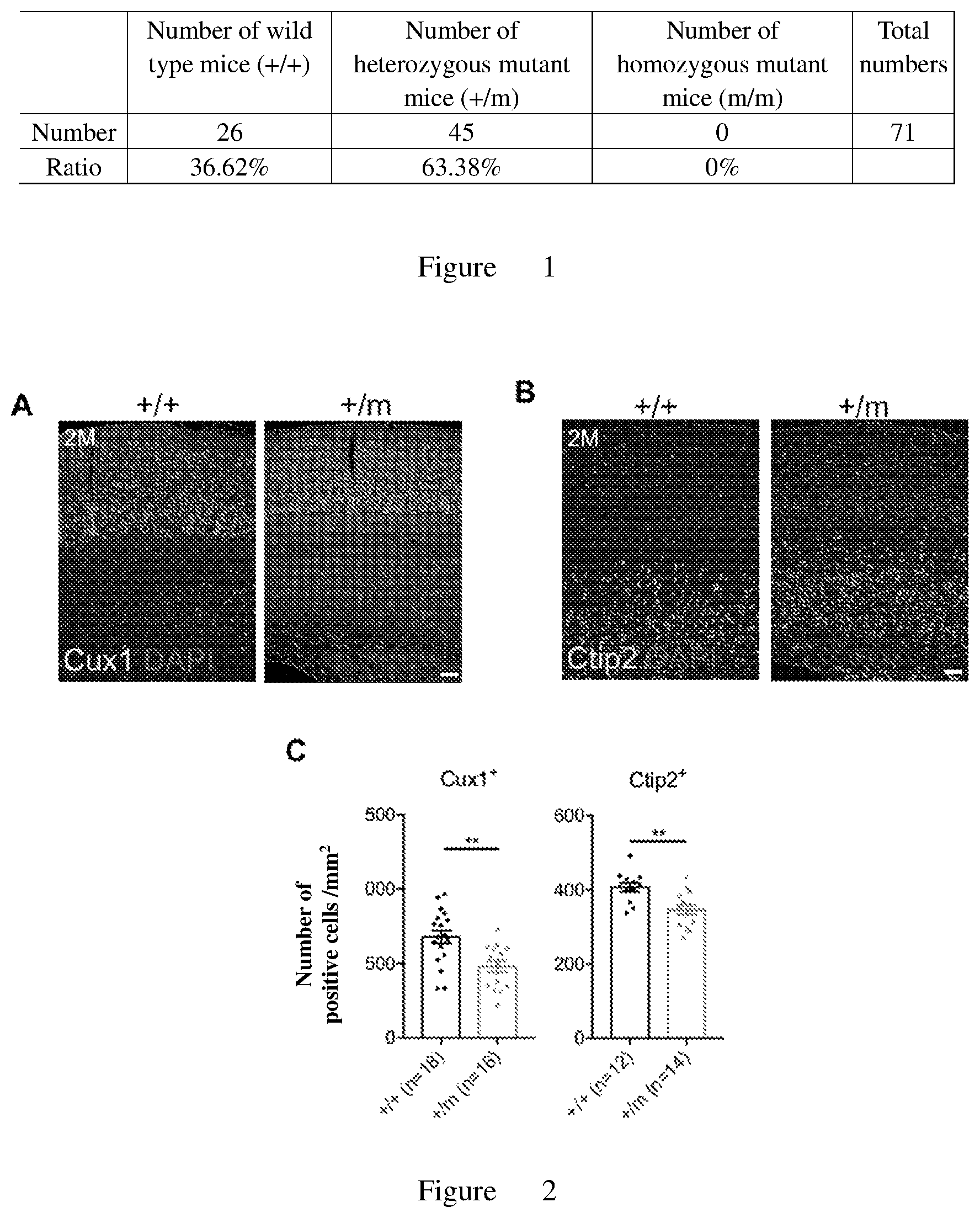 Patent US12611394 — Use of ginkgolide a in the treatment of autism — Figure 1