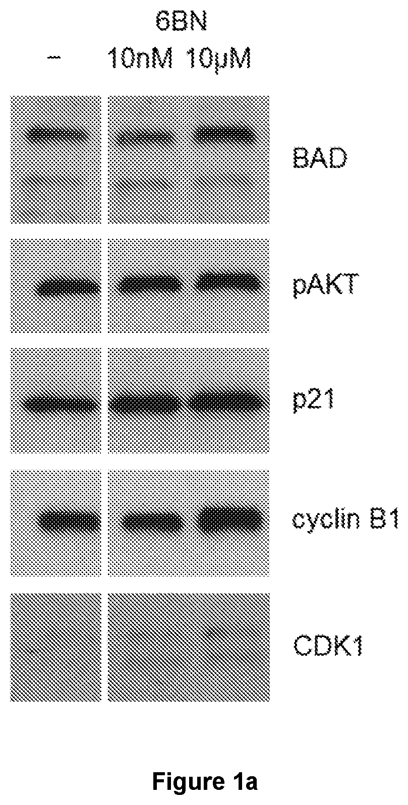 Patent US12611405 — Agent that increases the expression of the BCL2-associated agonist of cell death for the treatment of cancer — Figure 1