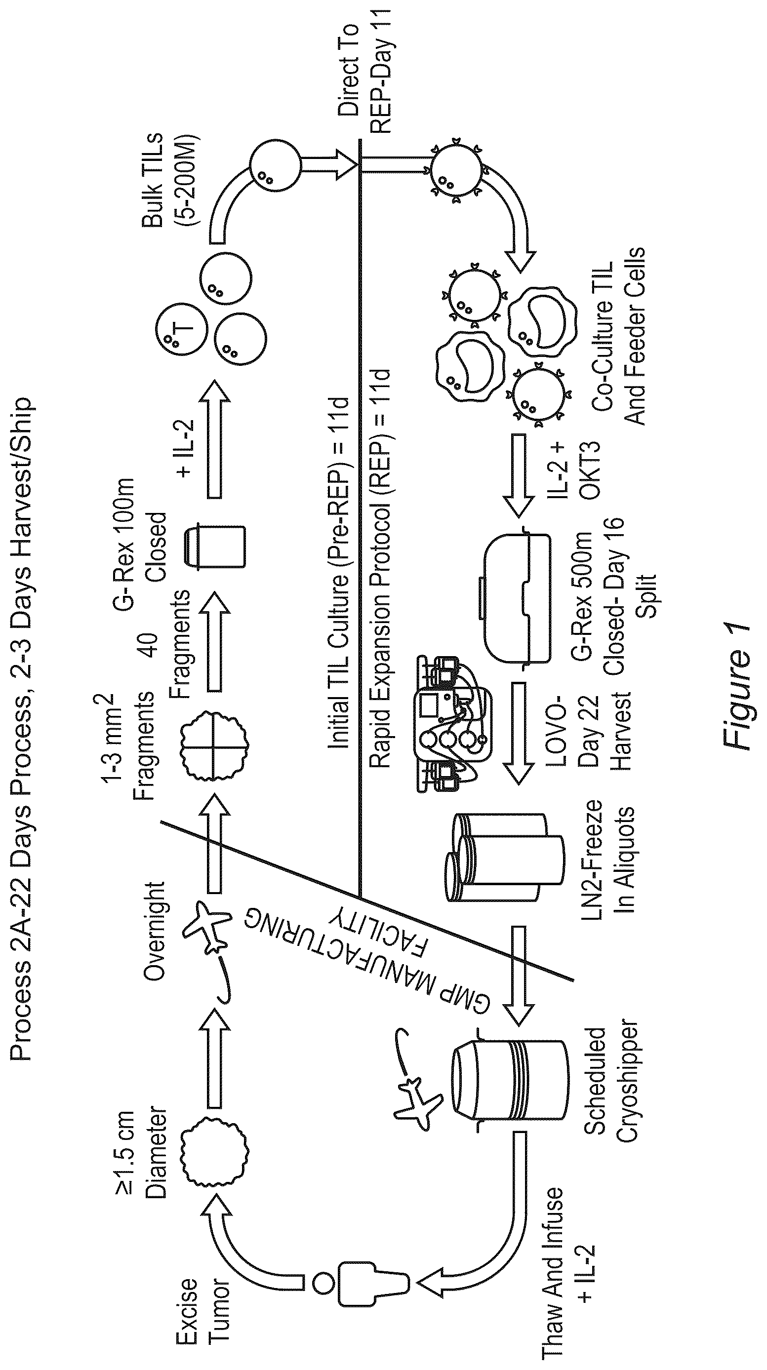 Patent US12611428 Figure 1 – Processes for production of tumor infiltrating lymphocytes and uses of same in immunotherapy