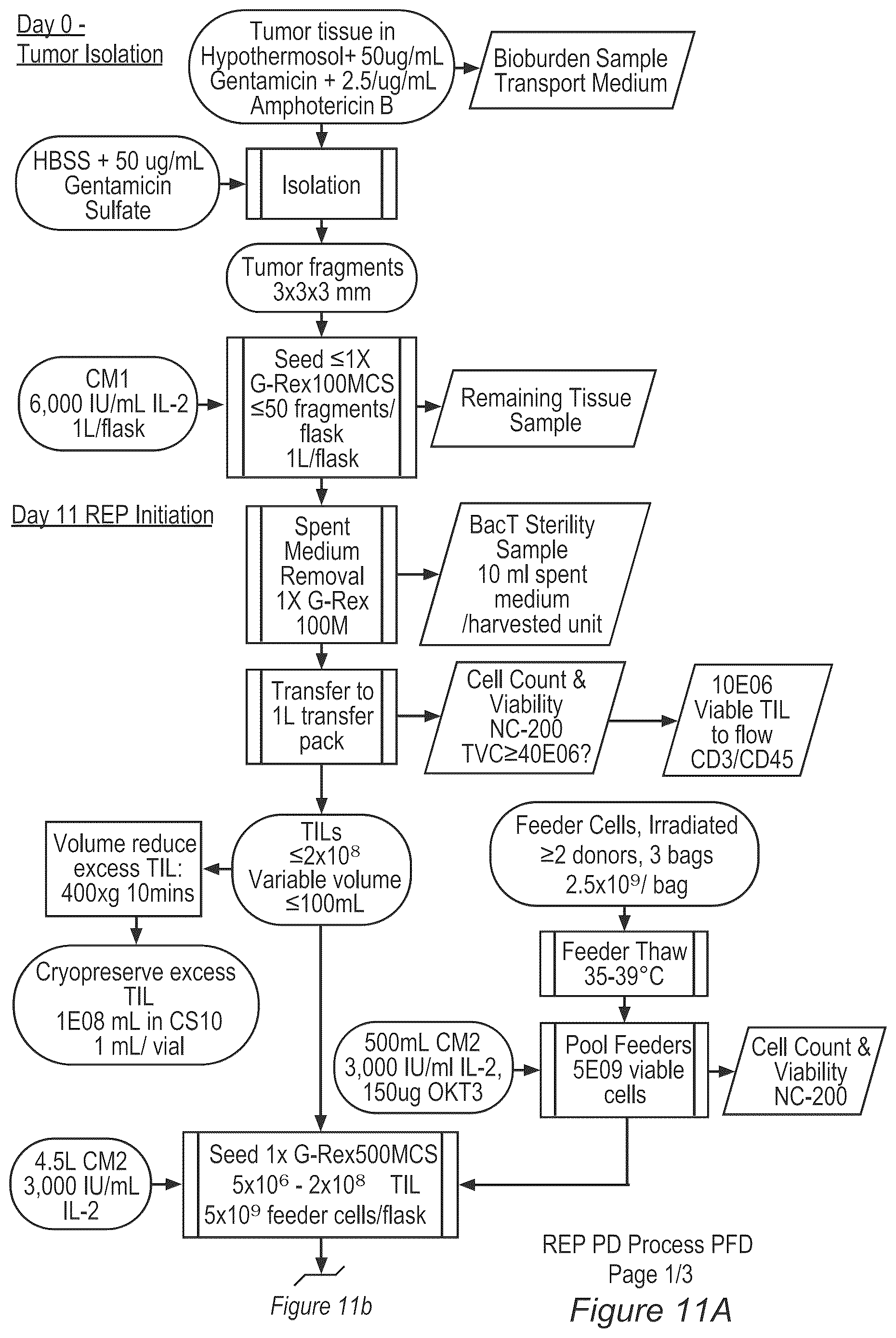 Patent US12611429 Figure 11 – Processes for production of tumor infiltrating lymphocytes and uses of same in immunotherapy