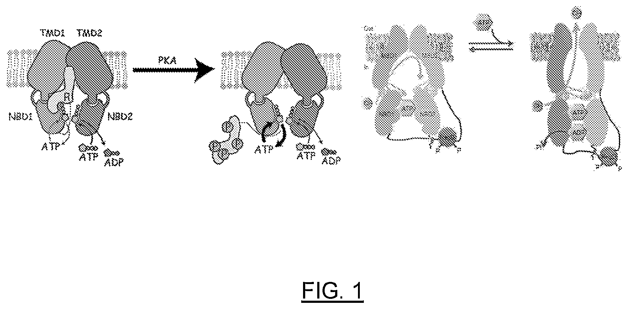 Patent US12611442 — mRNA encoding engineered CFTR — Figure 1